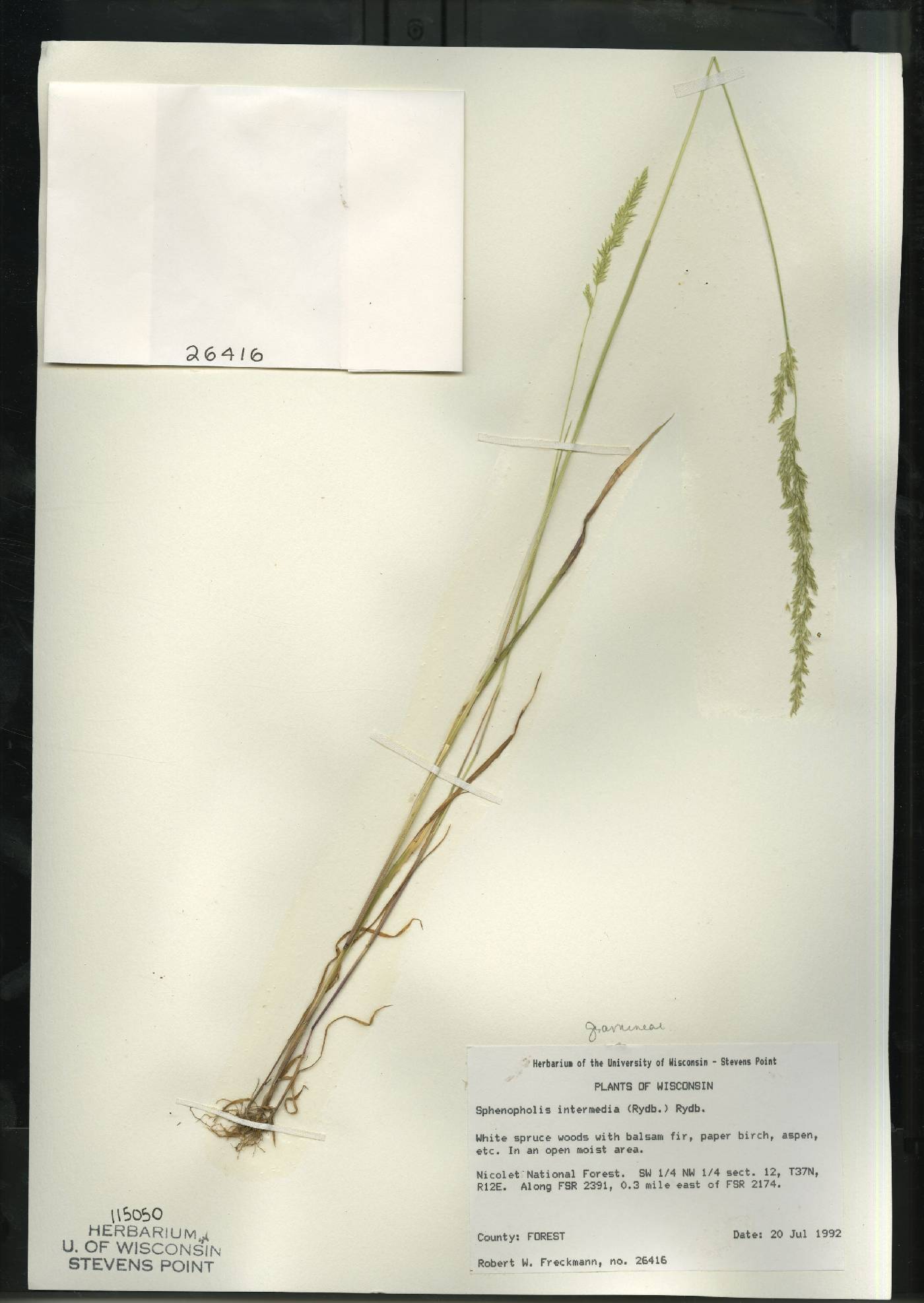 Sphenopholis intermedia image