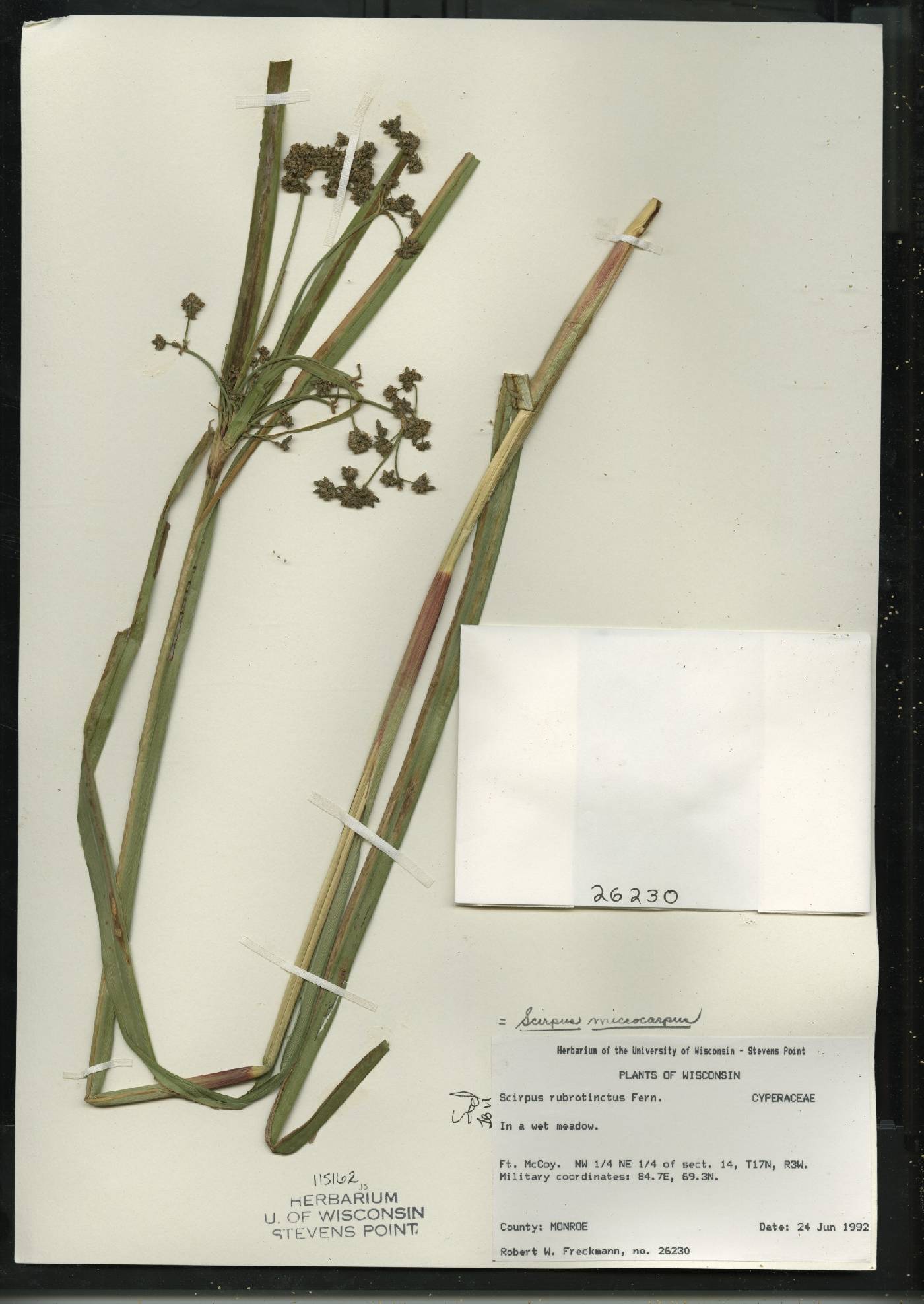 Scirpus microcarpus image