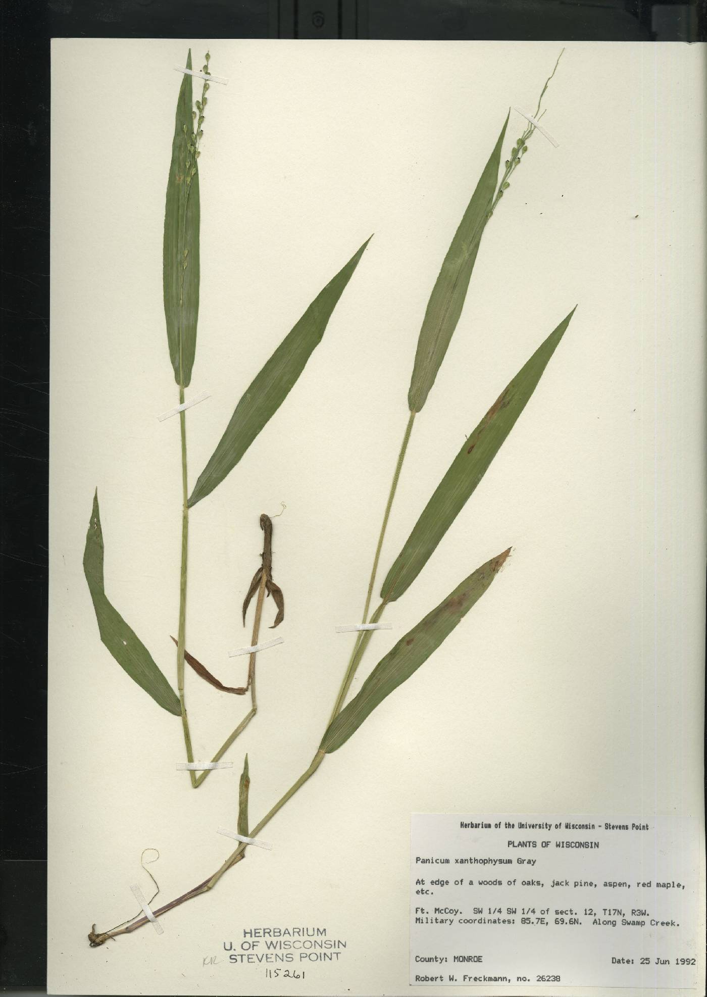 Dichanthelium xanthophysum image