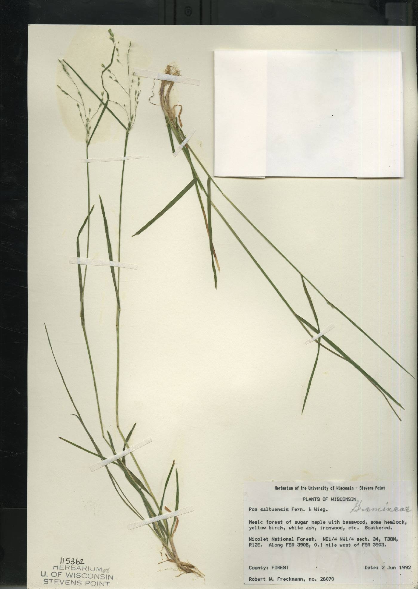 Poa saltuensis image
