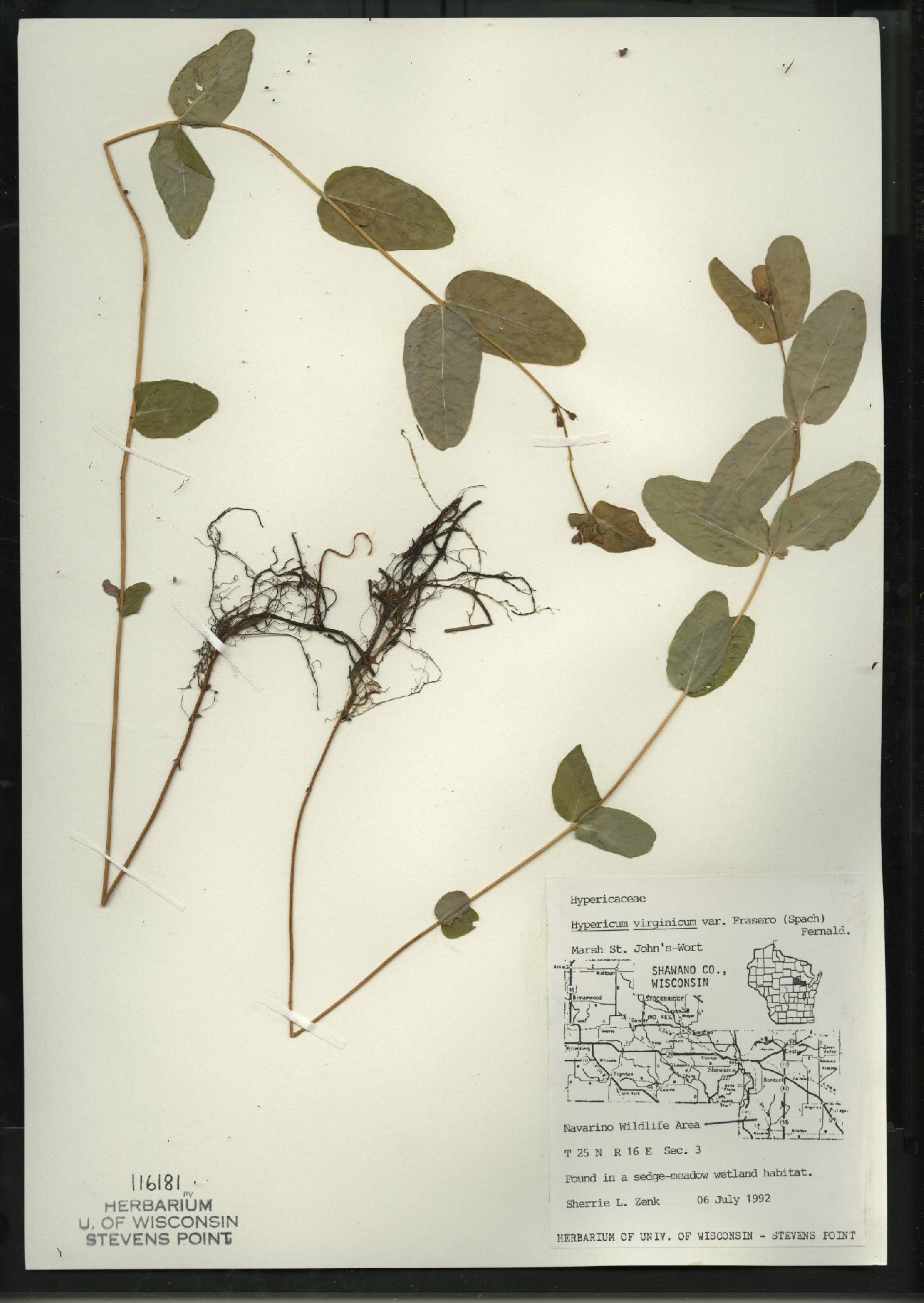 Triadenum fraseri image