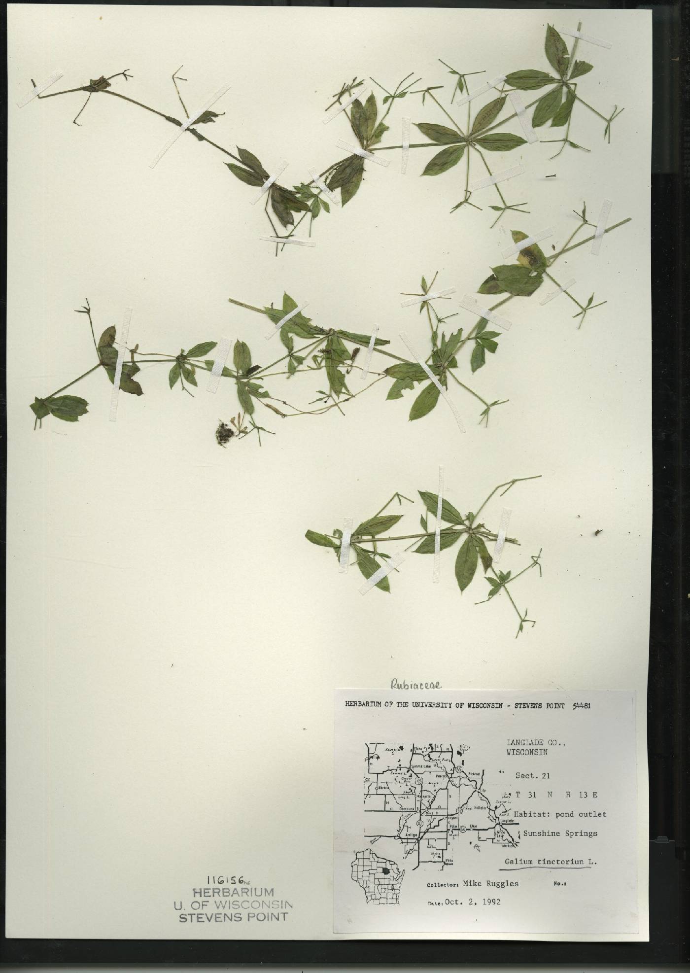 Galium tinctorium image