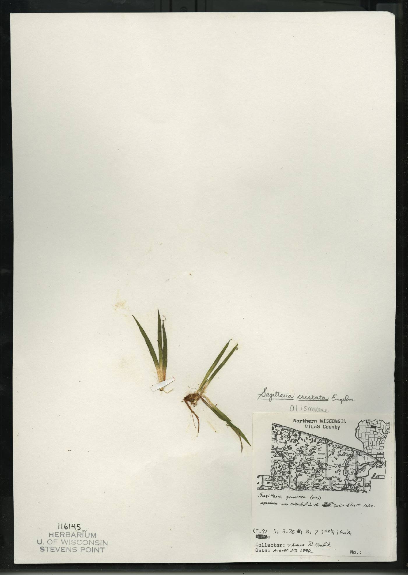 Sagittaria cristata image