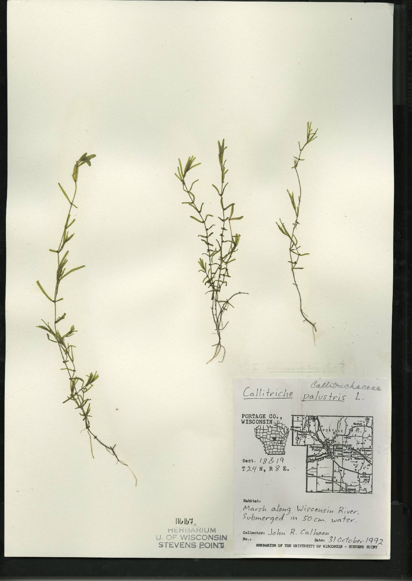 Callitriche palustris image