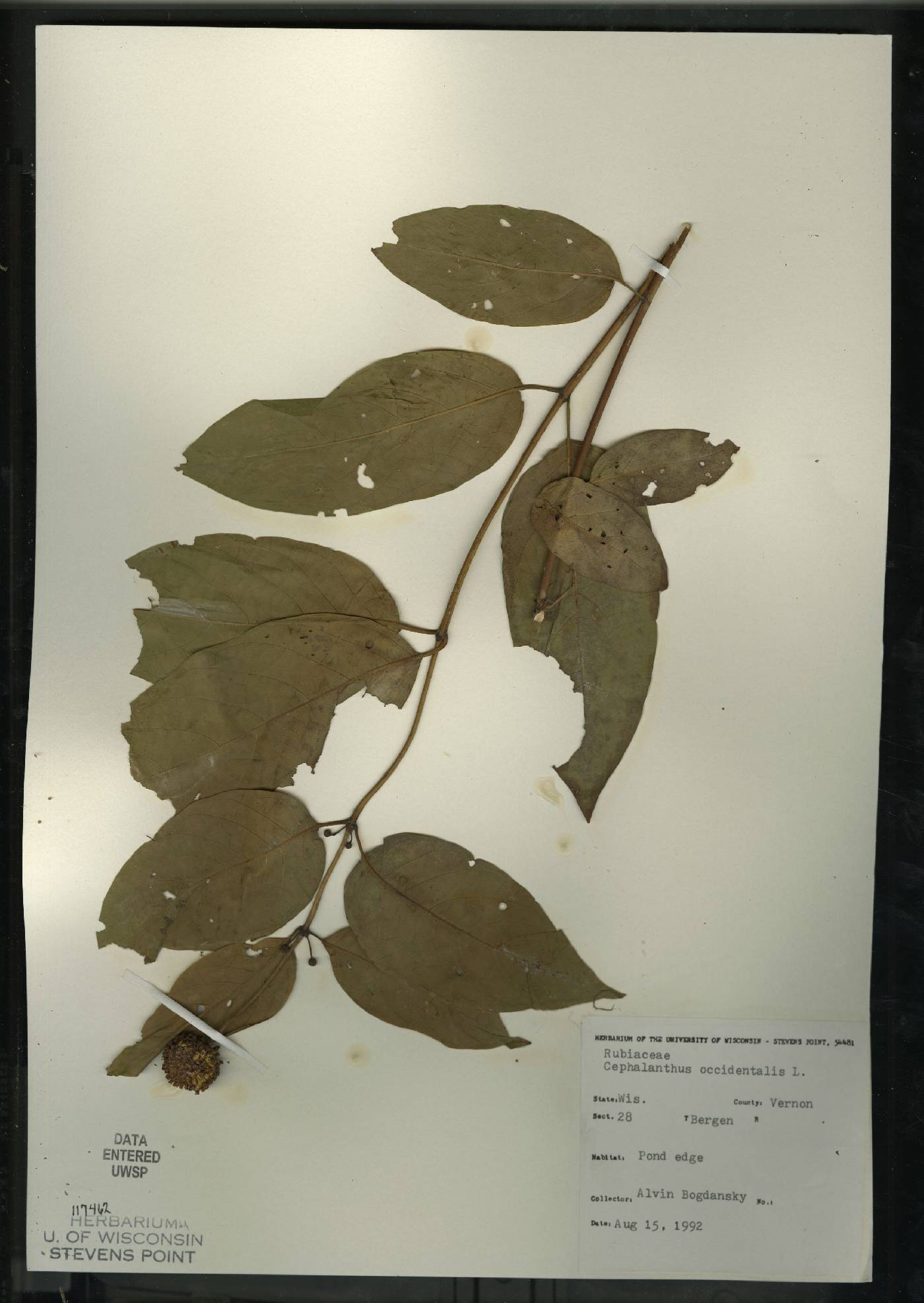 Cephalanthus occidentalis image