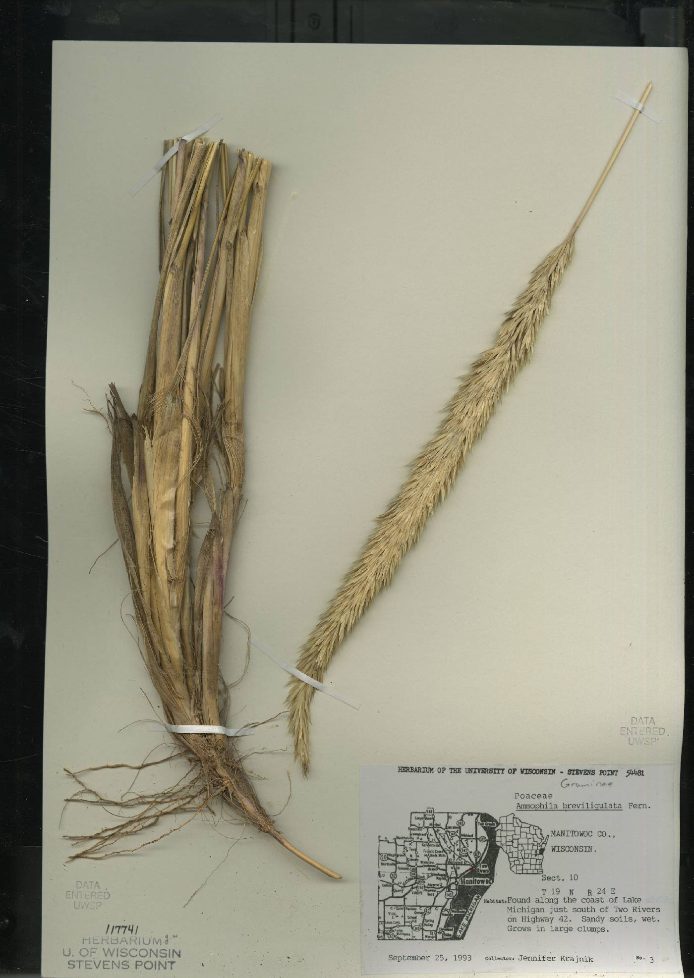 Ammophila breviligulata image