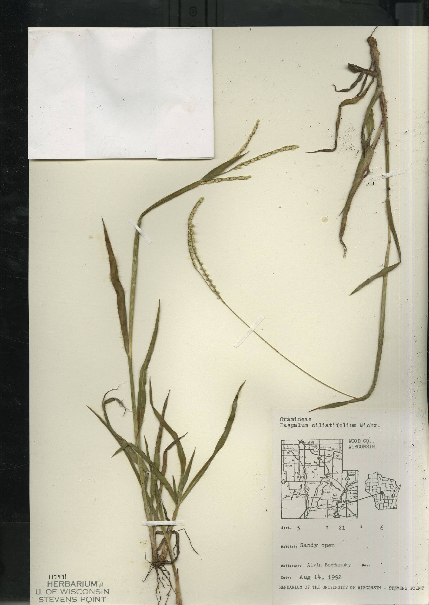 Paspalum setaceum image