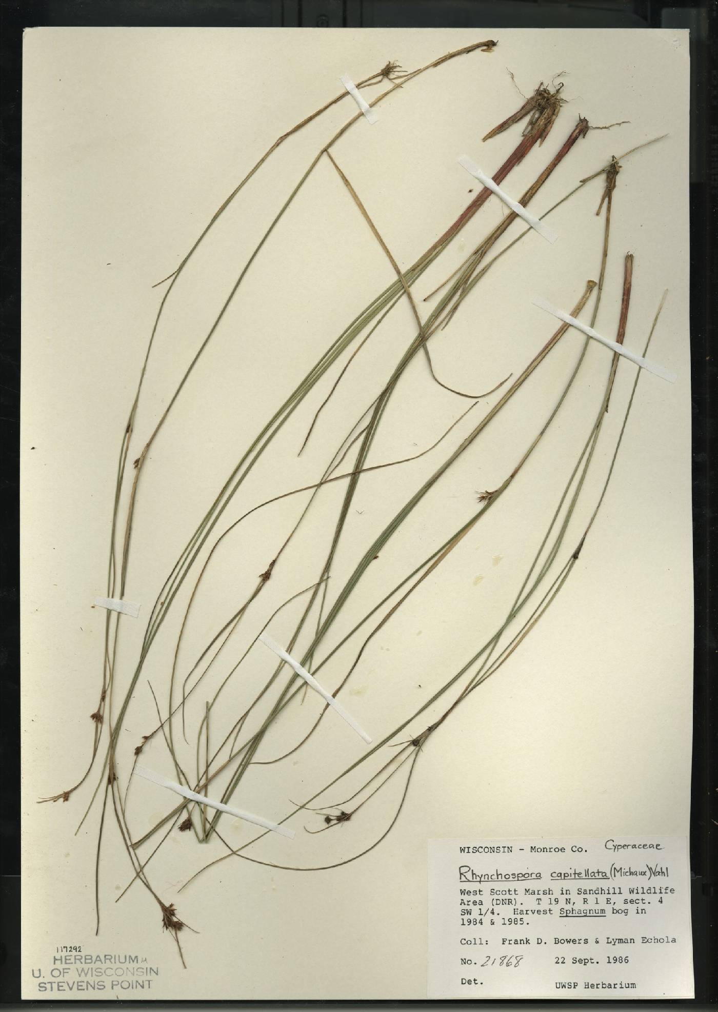 Rhynchospora capitellata image