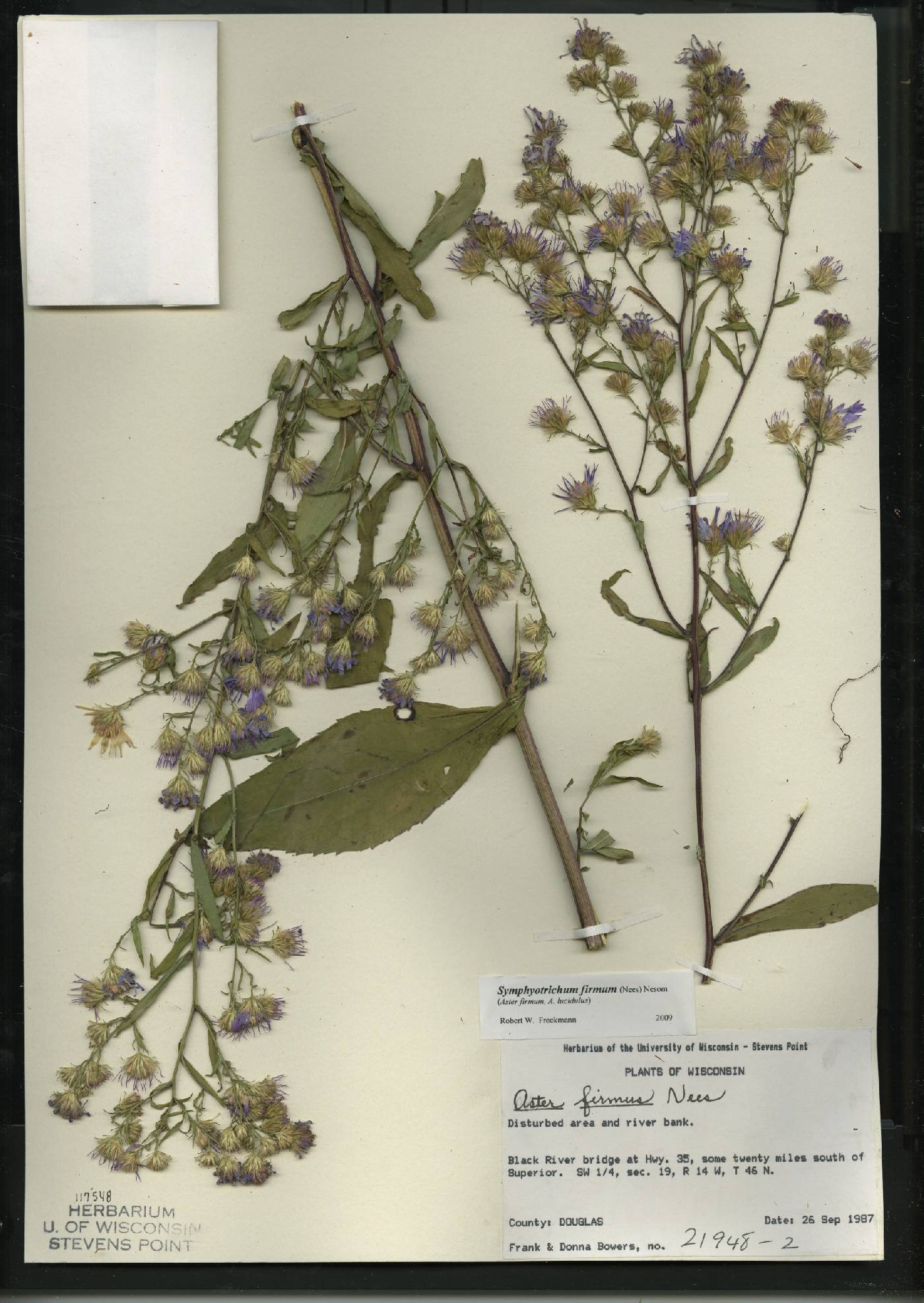 Symphyotrichum firmum image