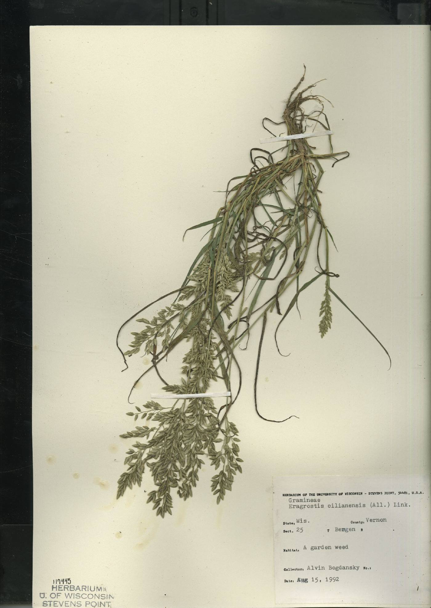 Eragrostis cilianensis image