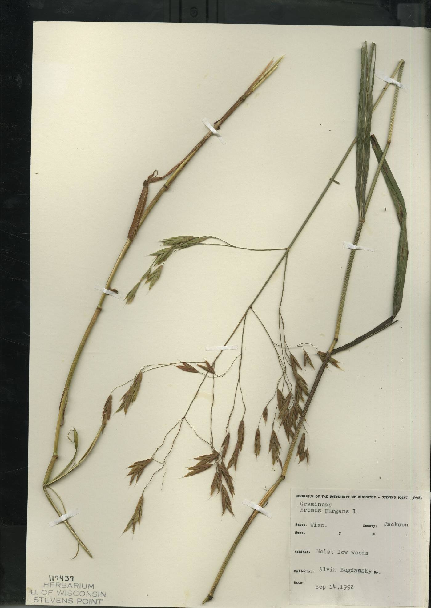 Bromus pubescens image