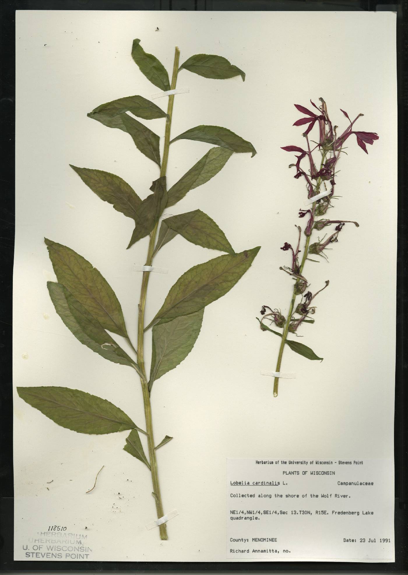Lobelia cardinalis var. cardinalis image