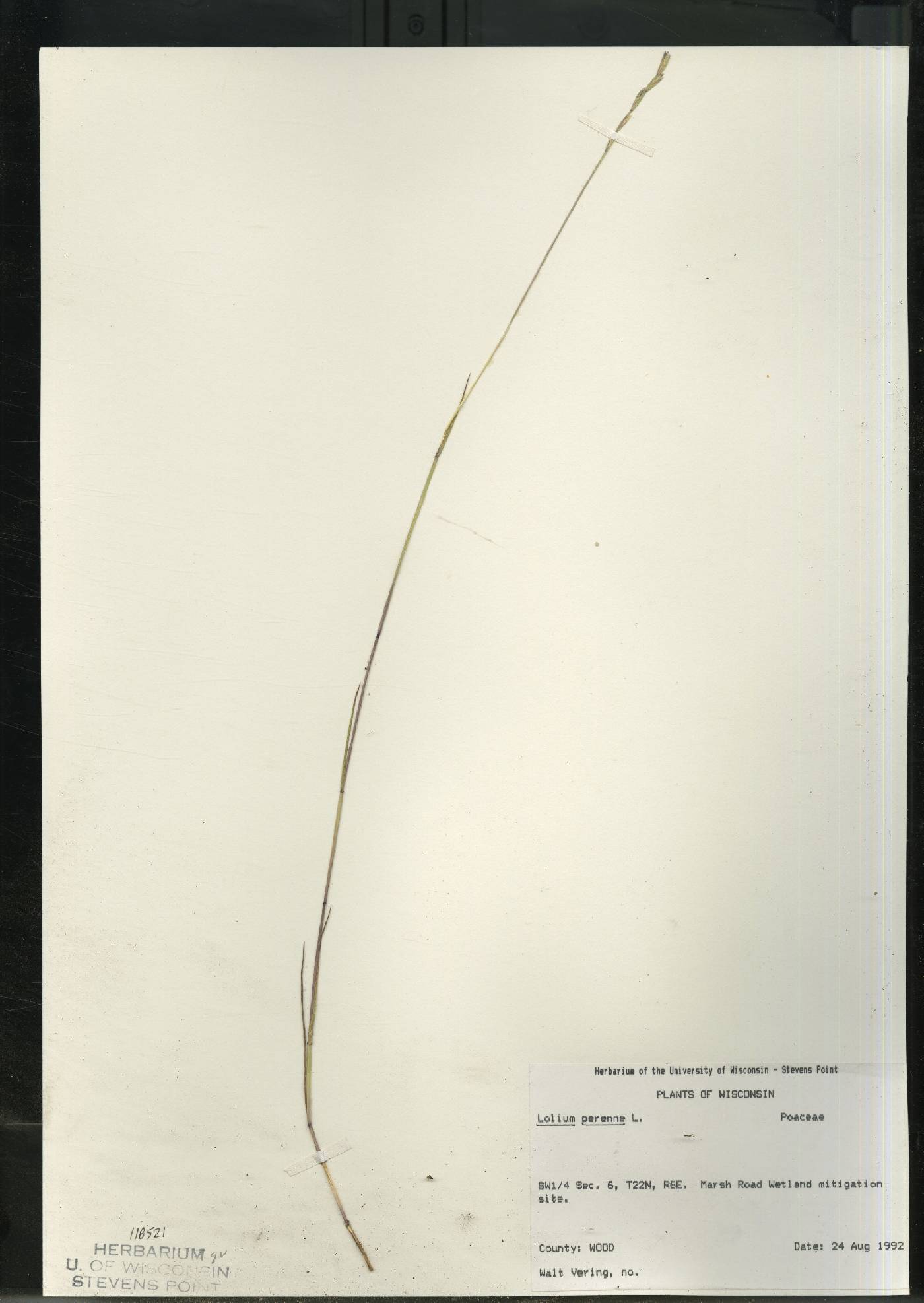 Lolium perenne image