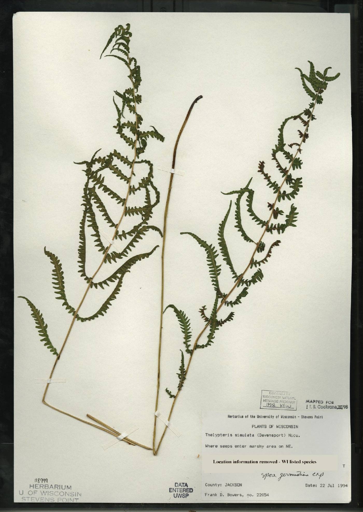 Thelypteris simulata image