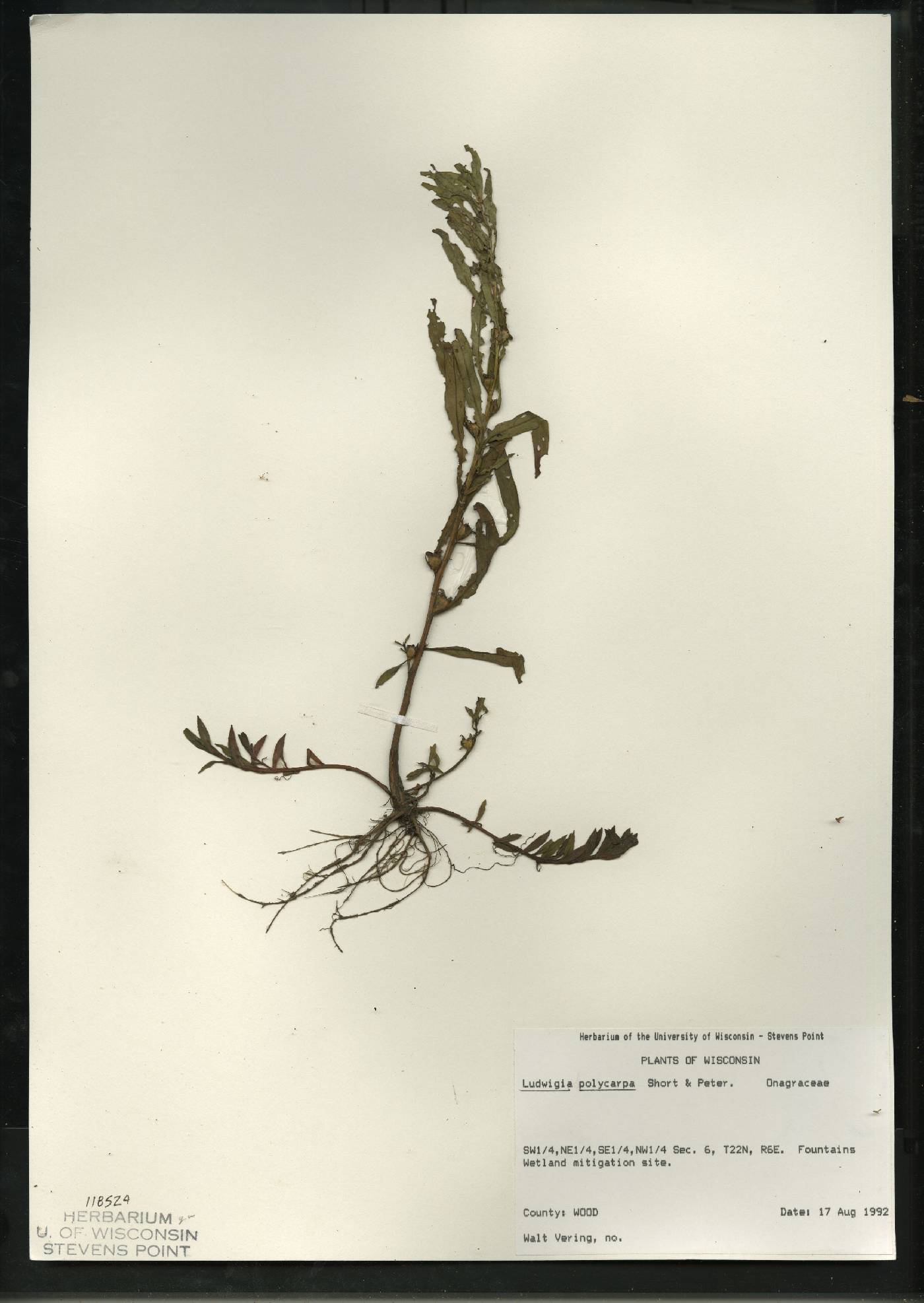 Ludwigia polycarpa image