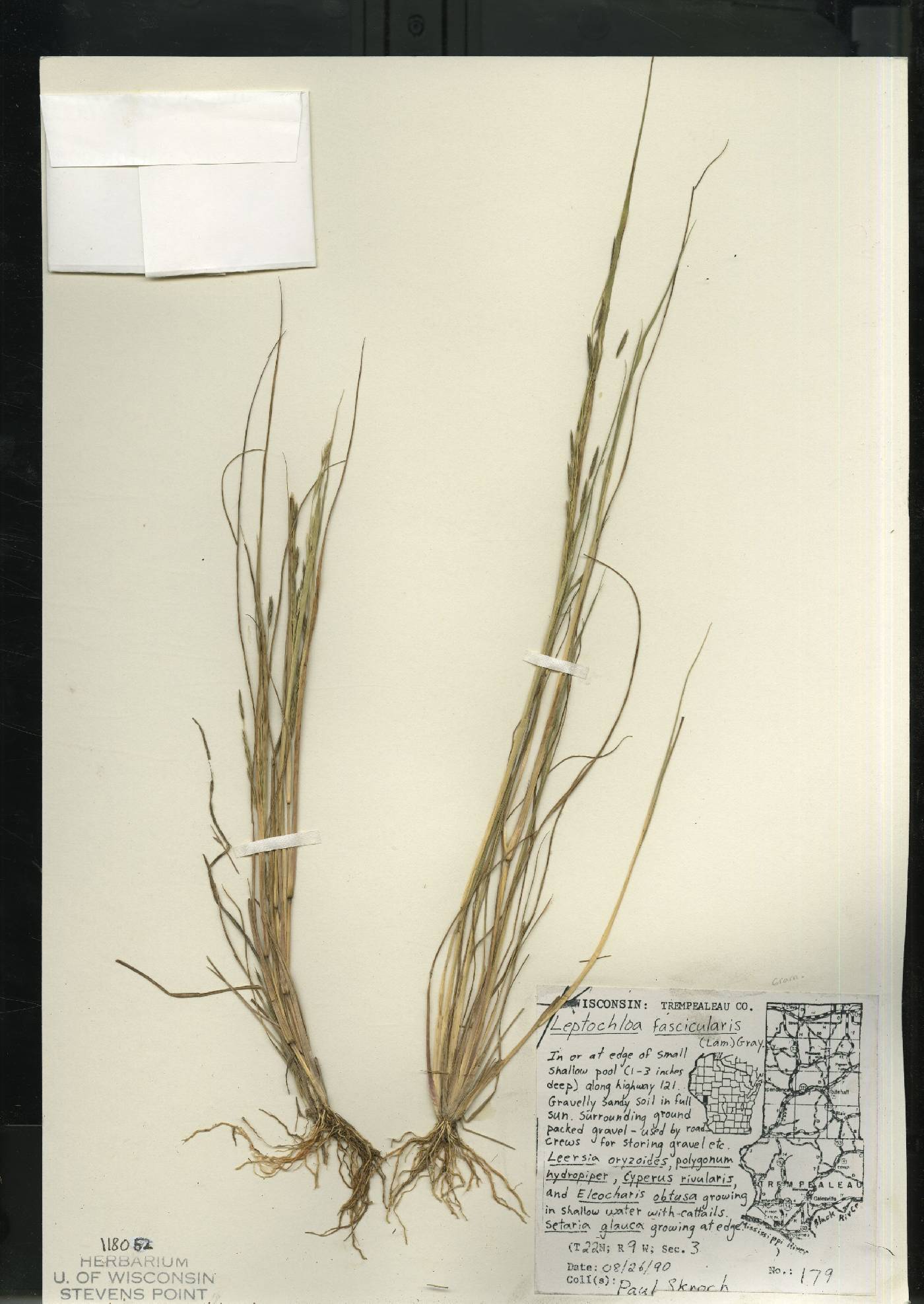 Diplachne fusca subsp. fascicularis image
