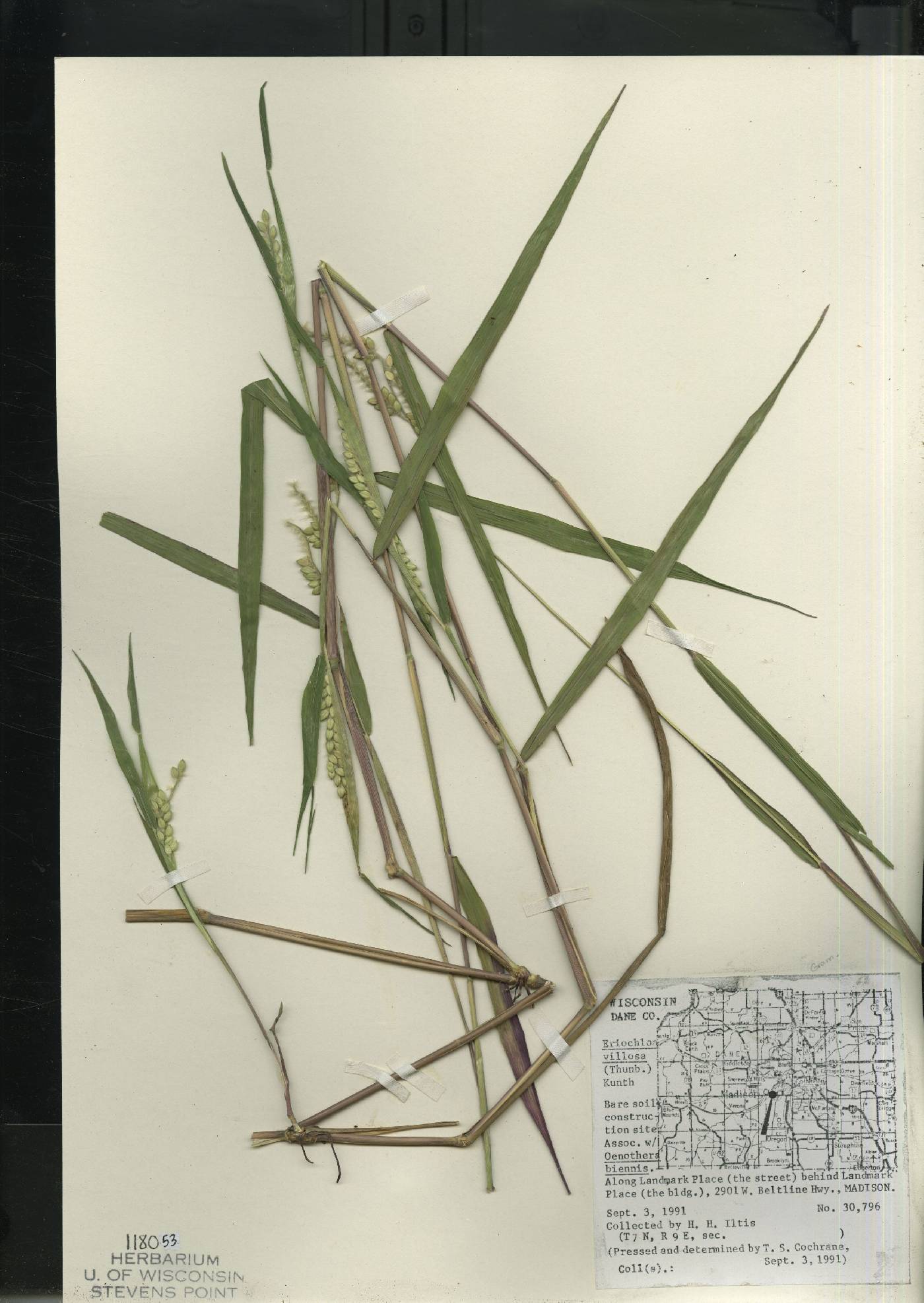 Eriochloa villosa image