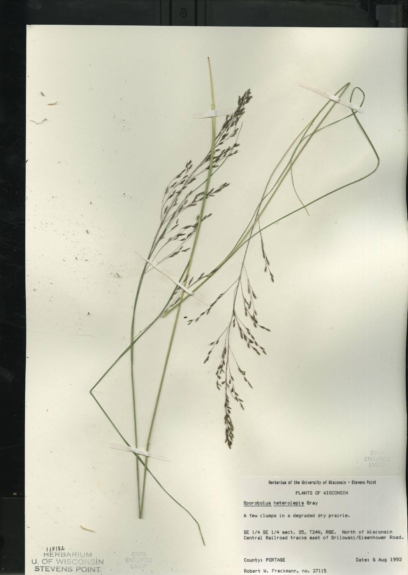 Sporobolus heterolepis image
