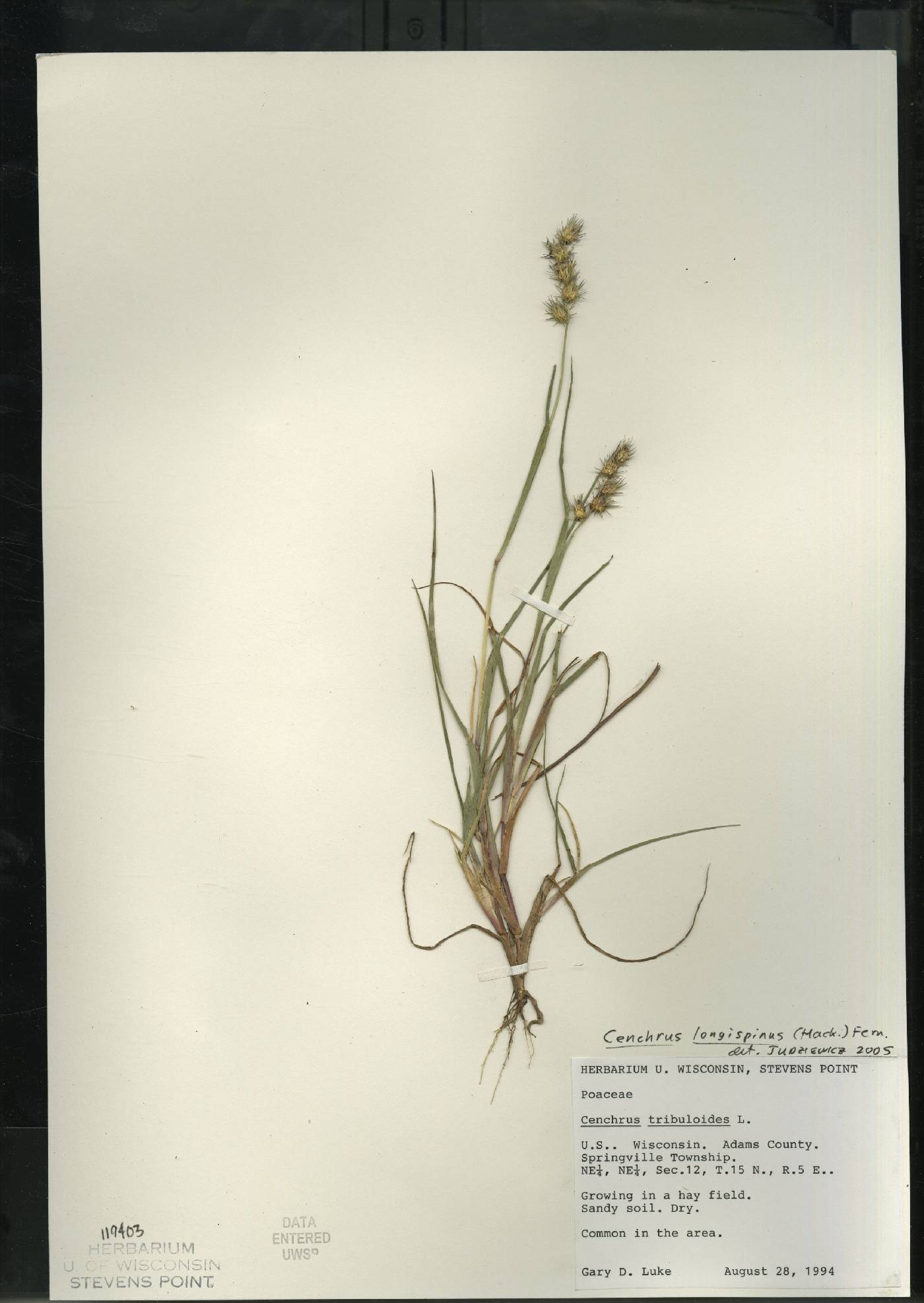 Cenchrus longispinus image