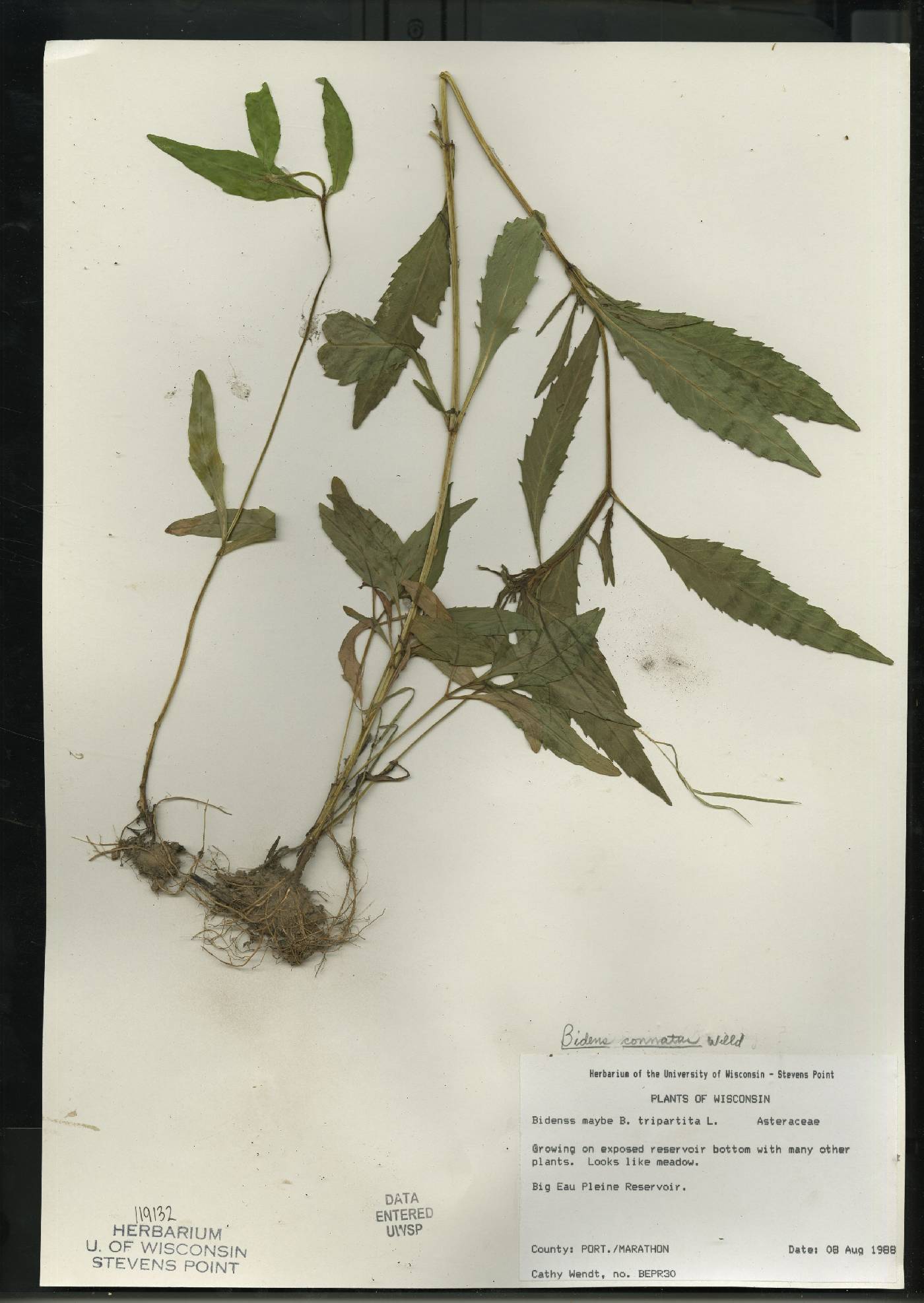 Bidens connata image
