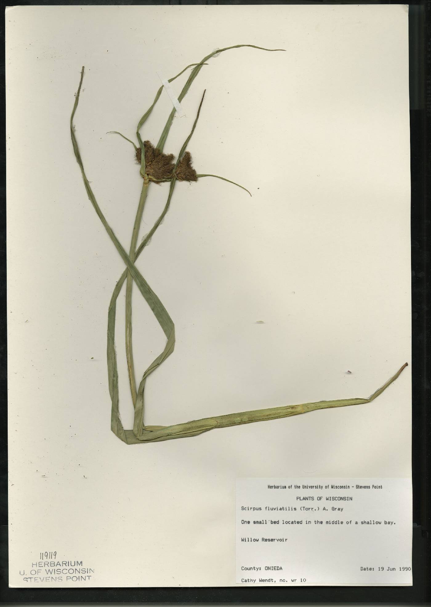 Bolboschoenus fluviatilis image
