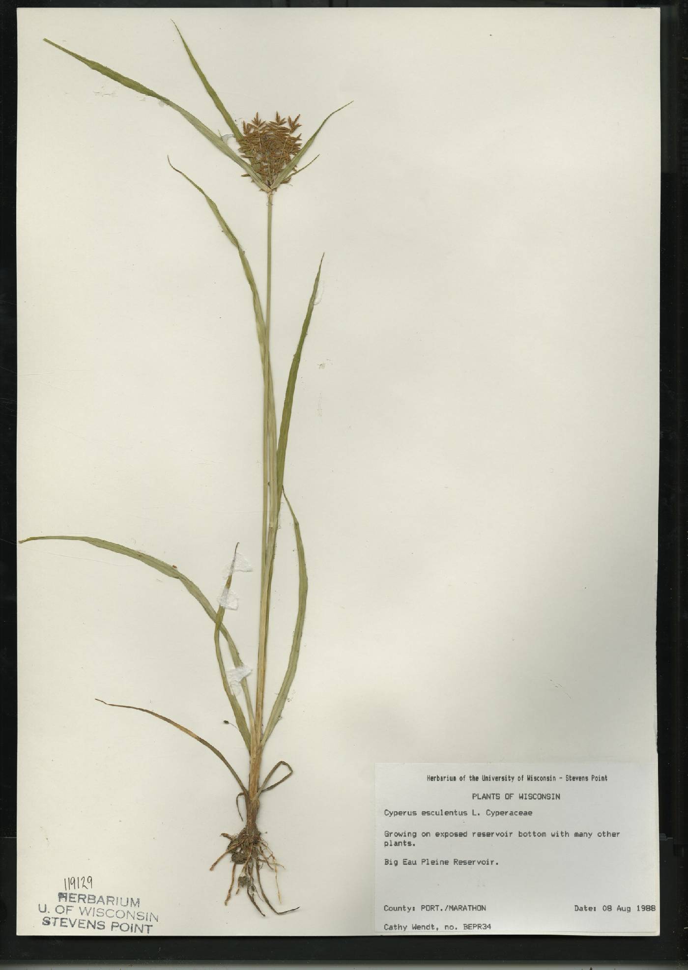 Cyperus esculentus var. leptostachyus image