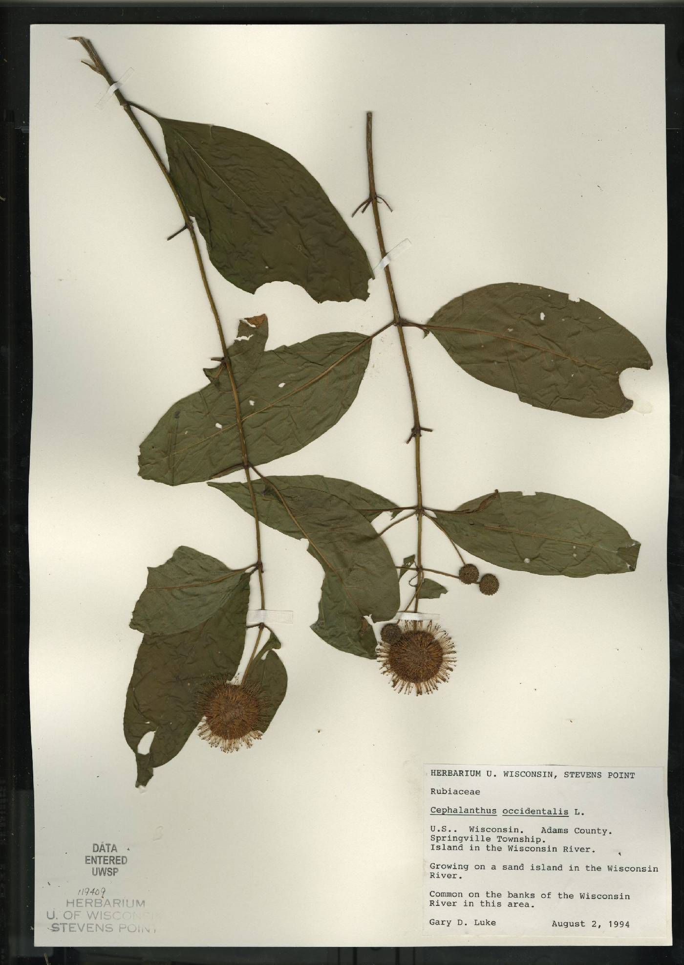 Cephalanthus occidentalis image