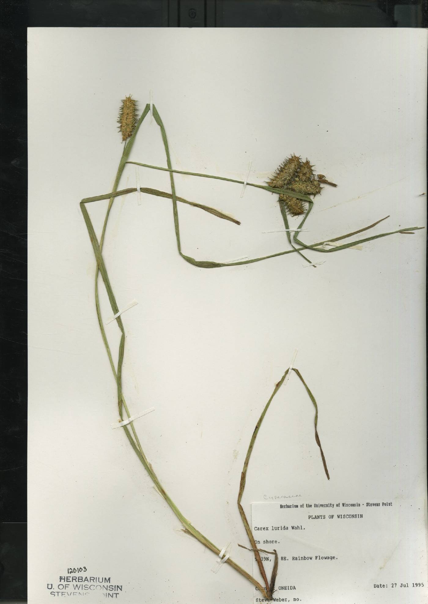 Carex lurida image
