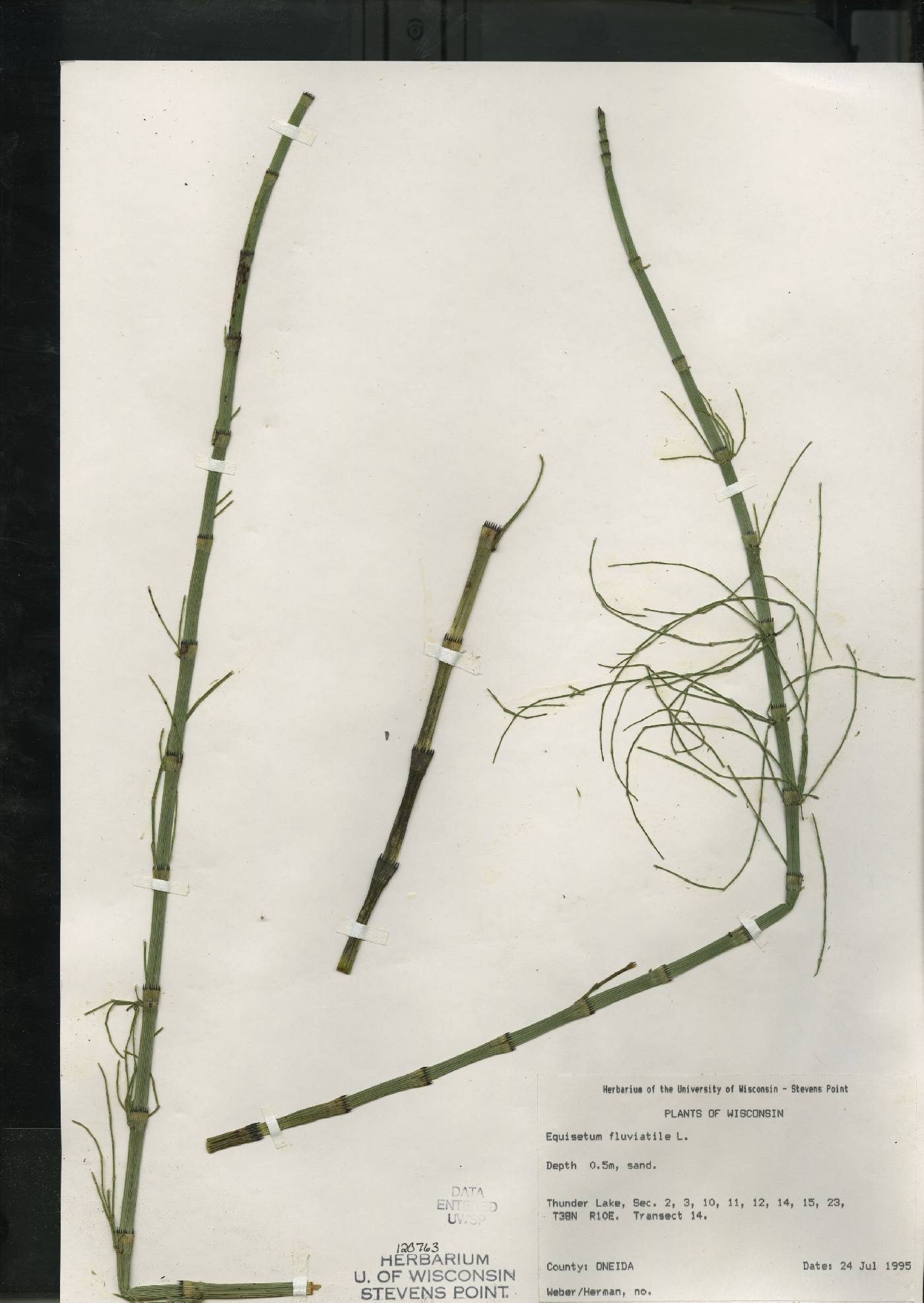 Equisetum fluviatile image