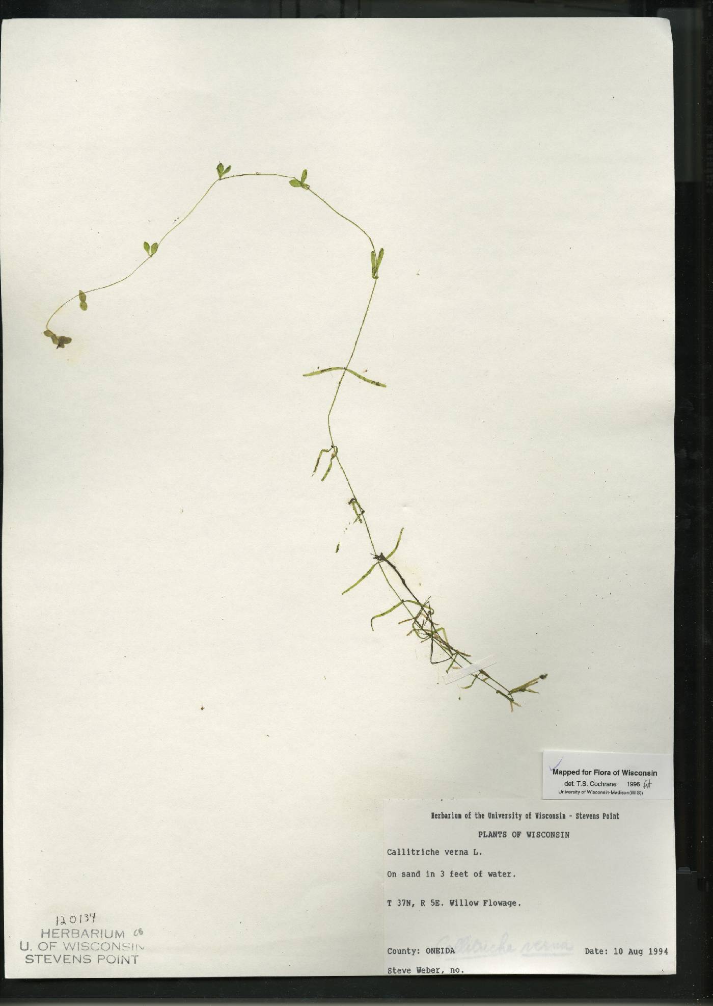 Callitriche palustris image