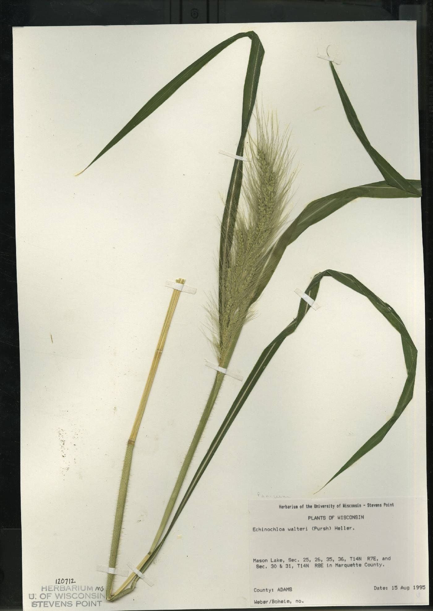 Echinochloa walteri image