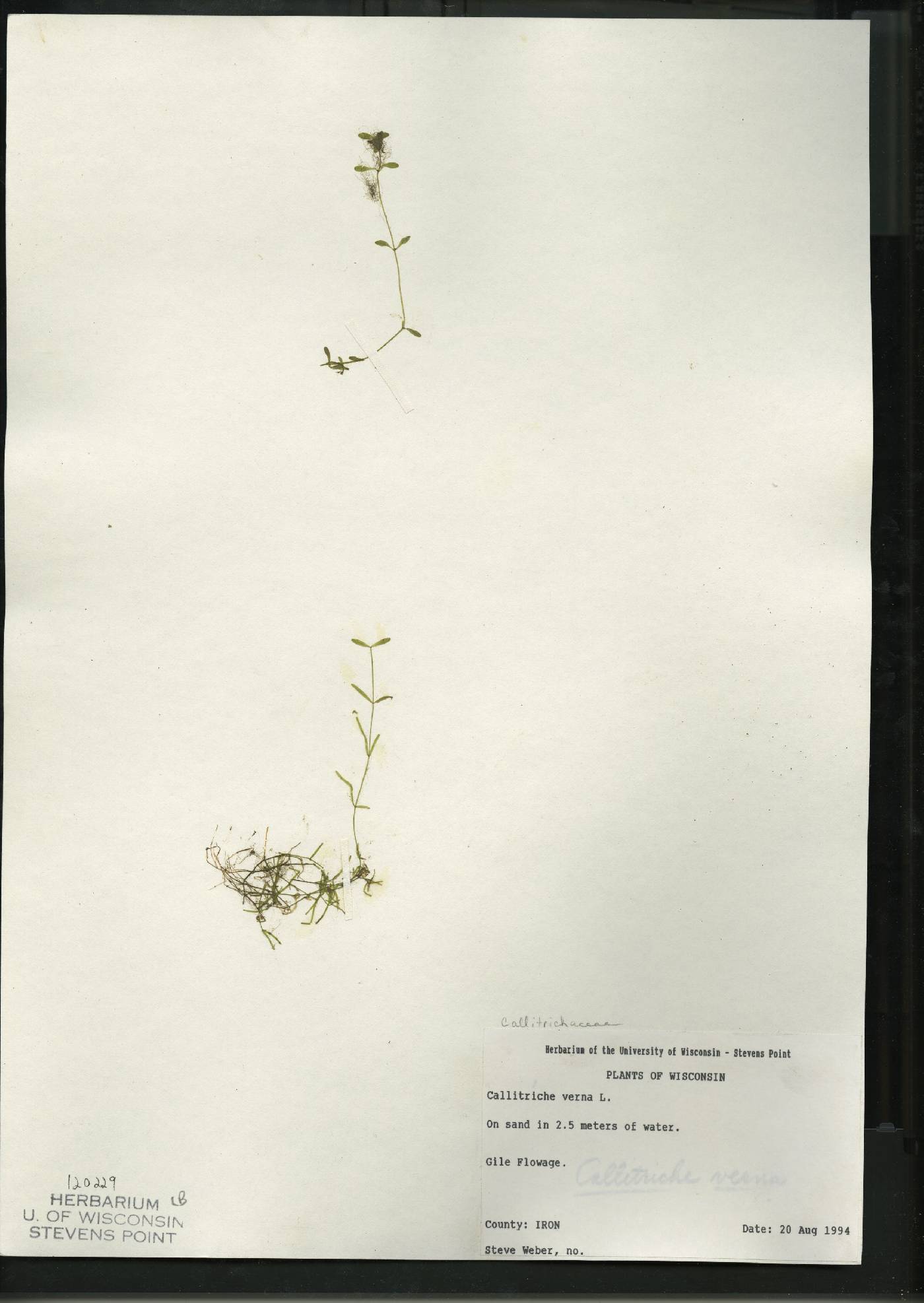 Callitriche palustris image
