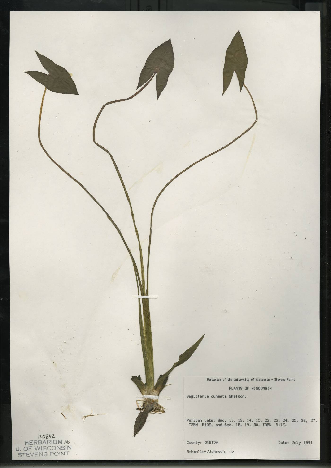 Sagittaria cuneata image