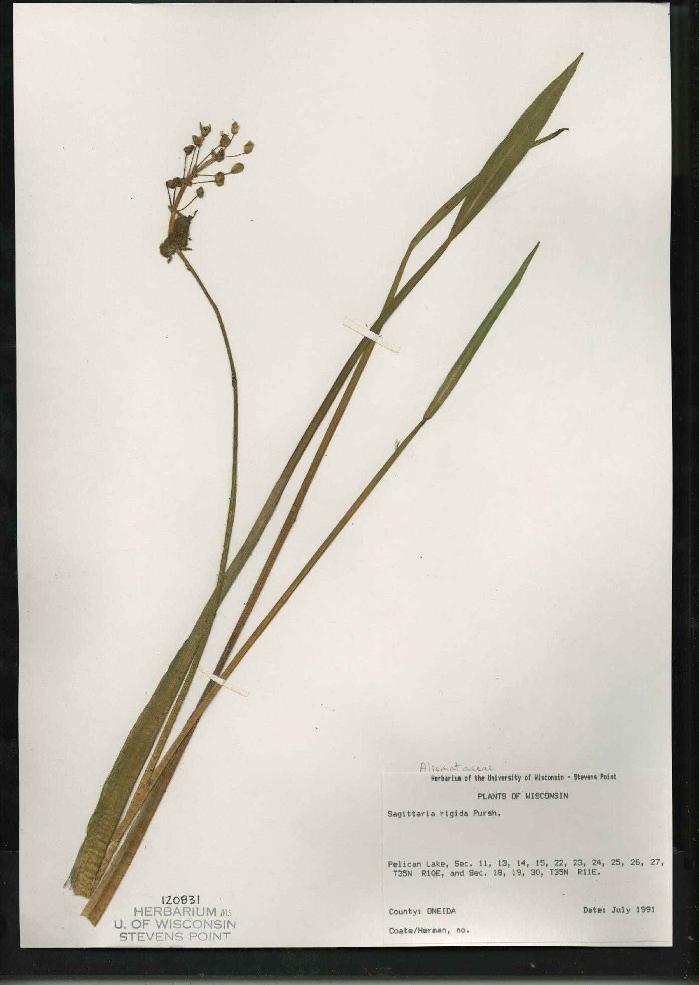 Sagittaria rigida image