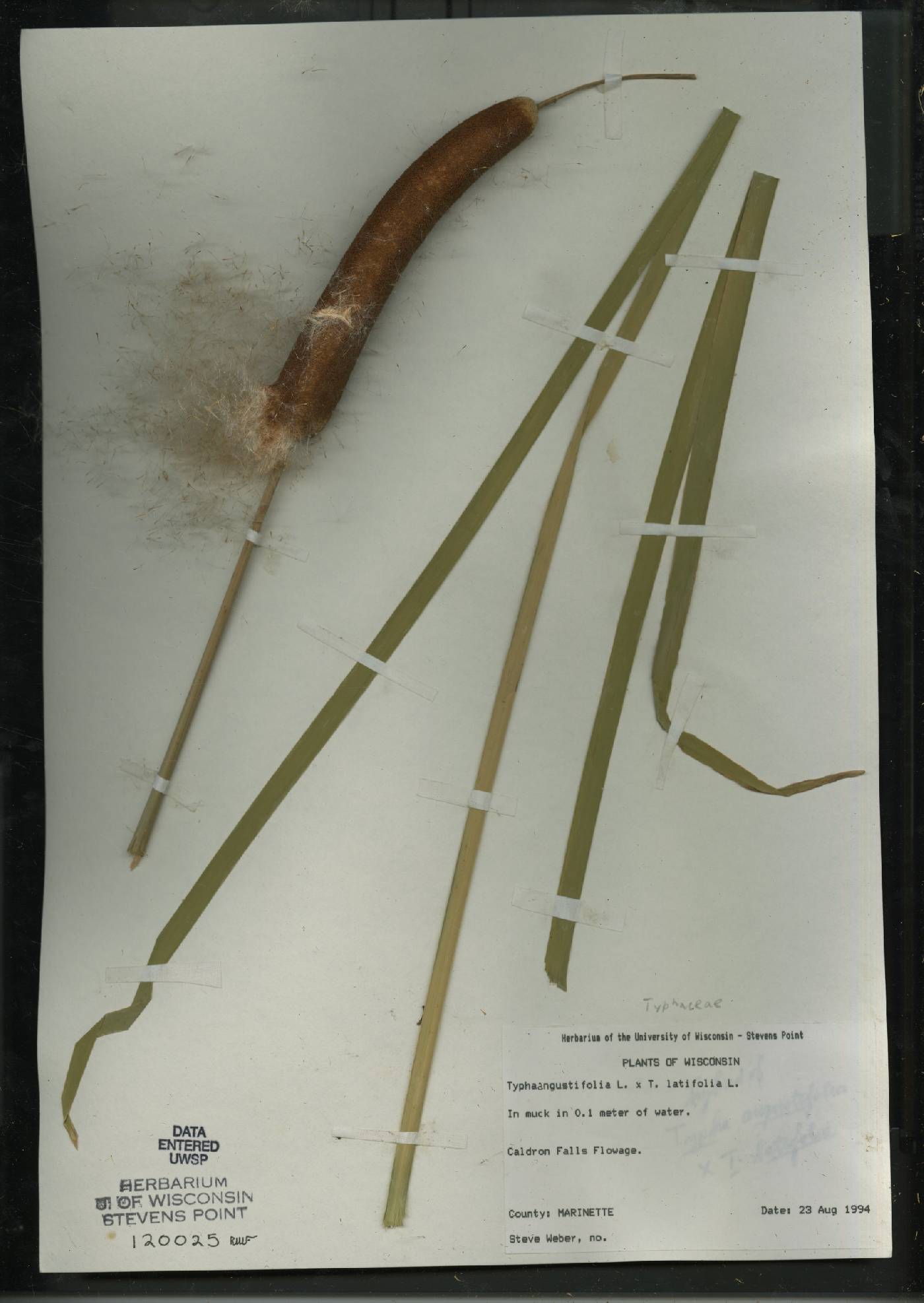 Typha X glauca image