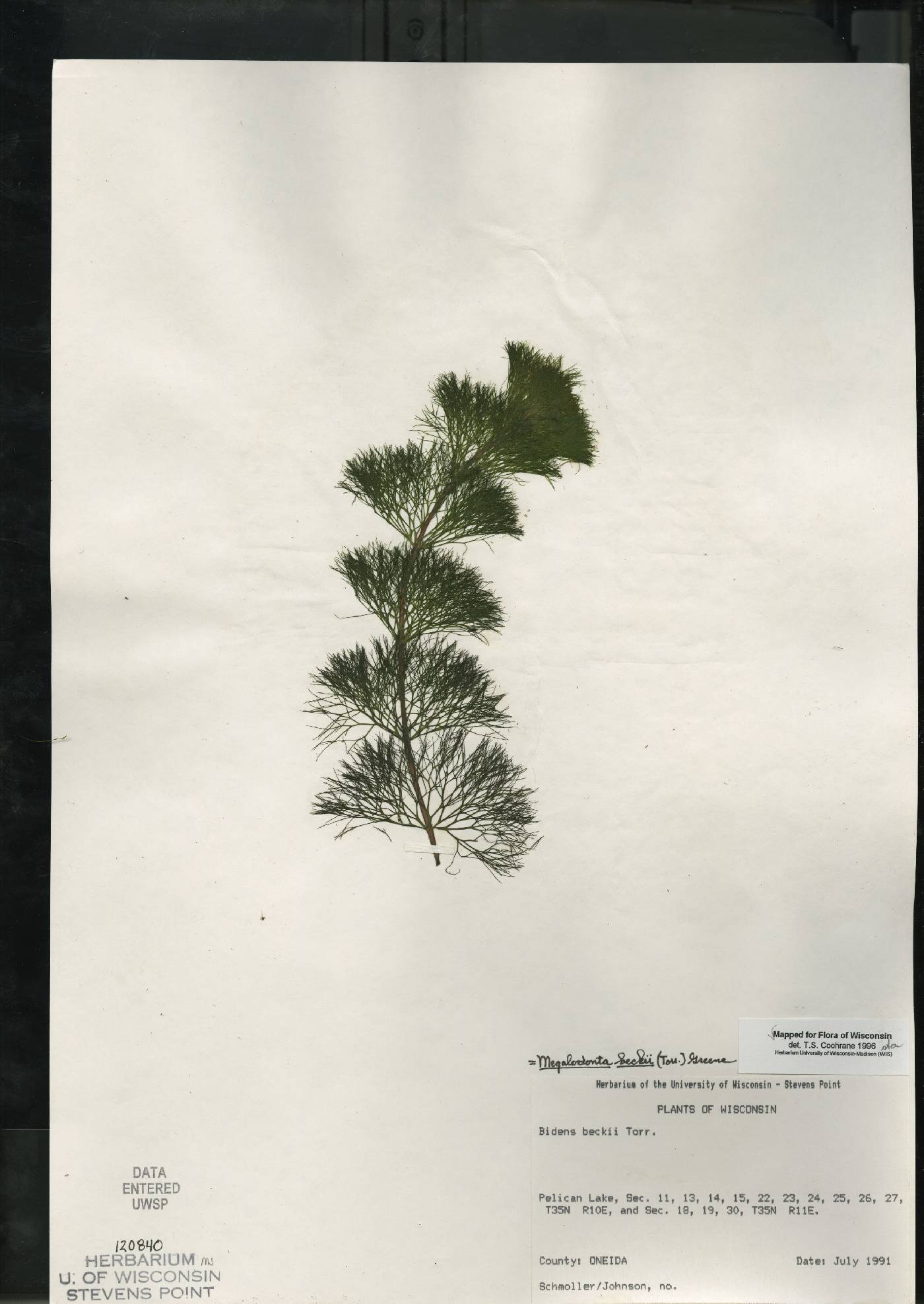 Bidens beckii image