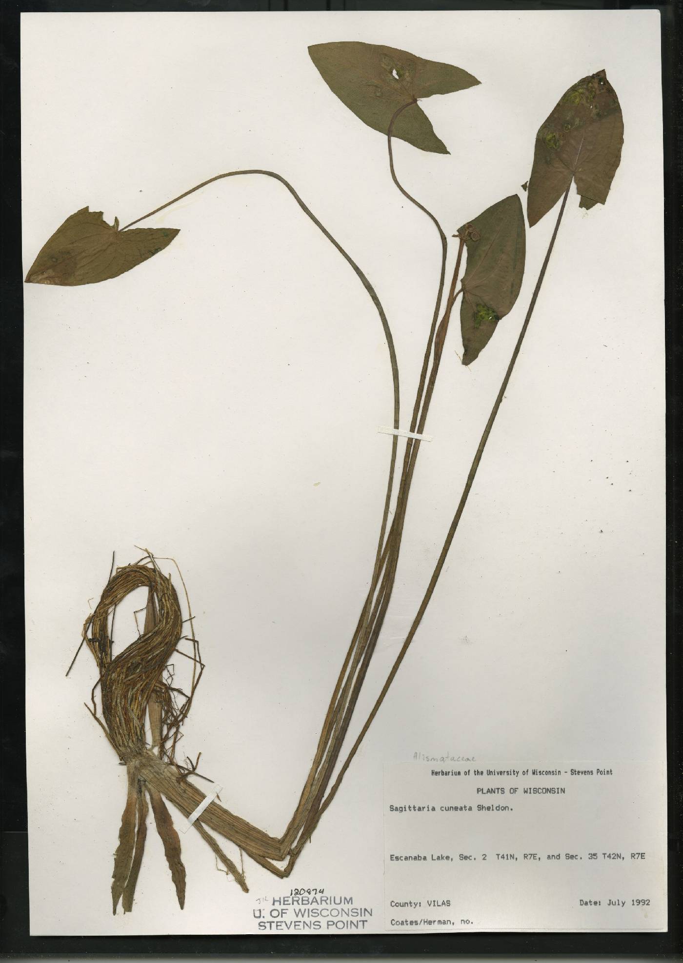 Sagittaria cuneata image
