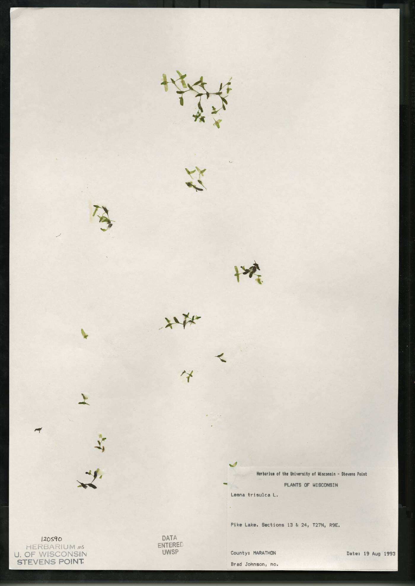 Lemna trisulca image