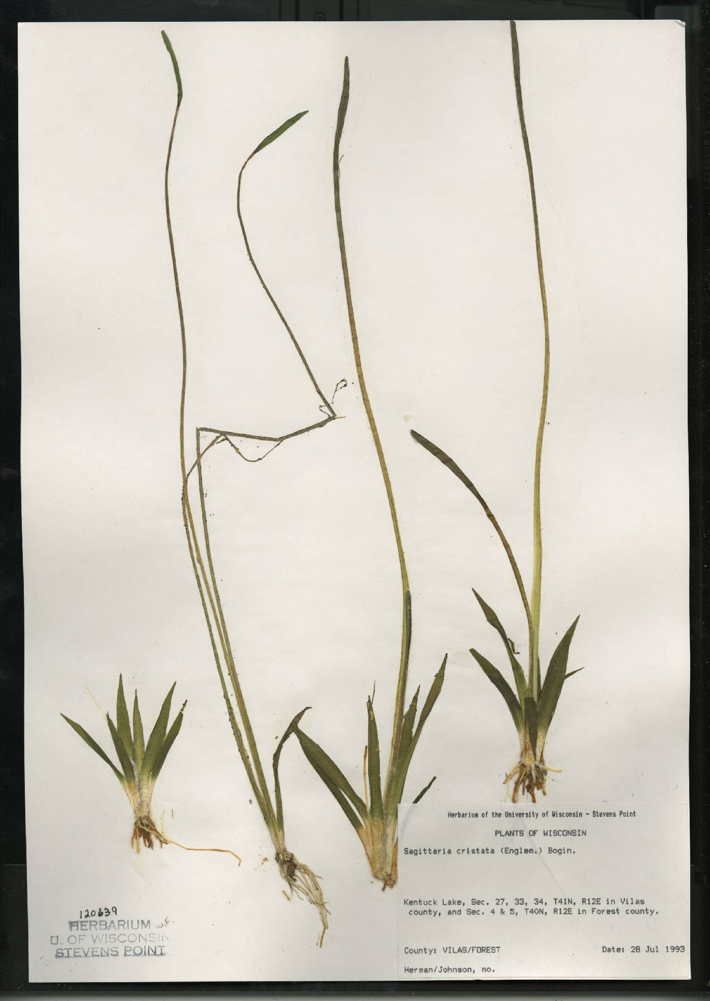 Sagittaria cristata image