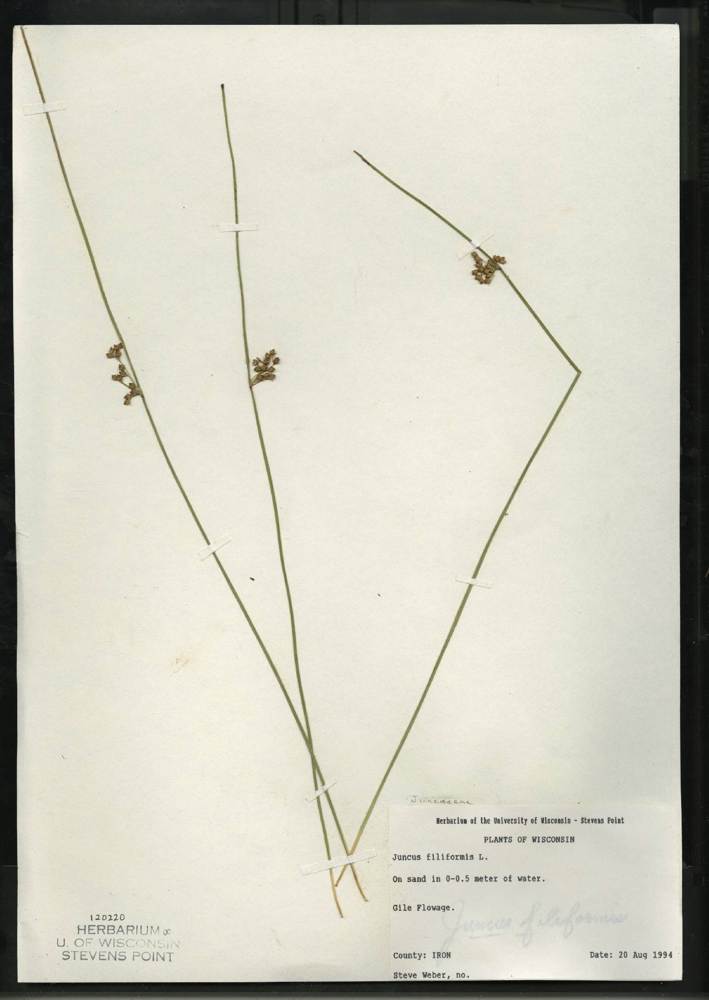 Juncus filiformis image