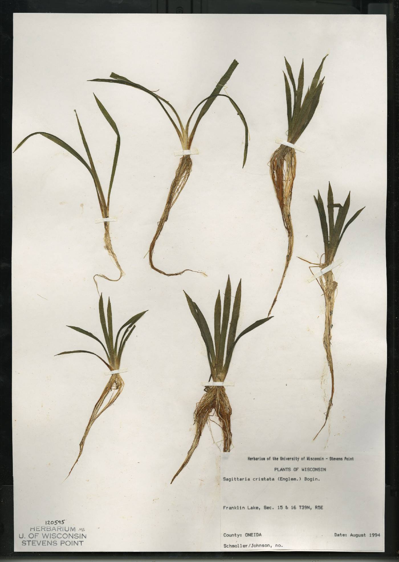 Sagittaria cristata image