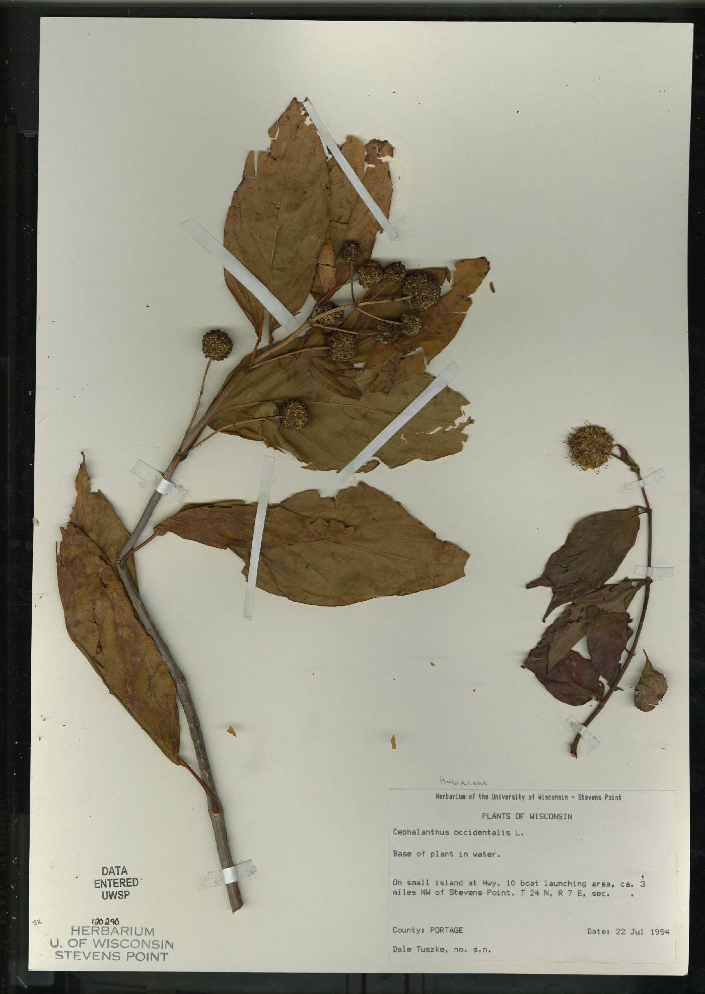 Cephalanthus occidentalis image