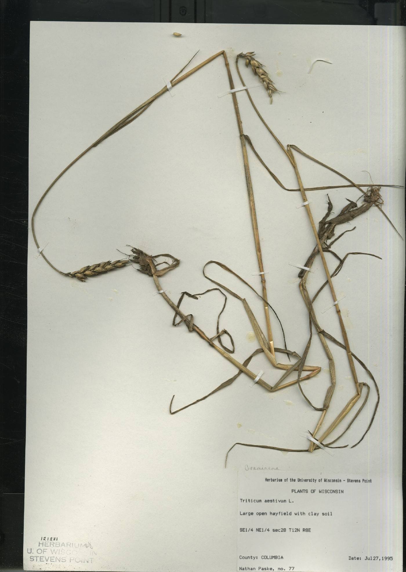 Triticum aestivum image