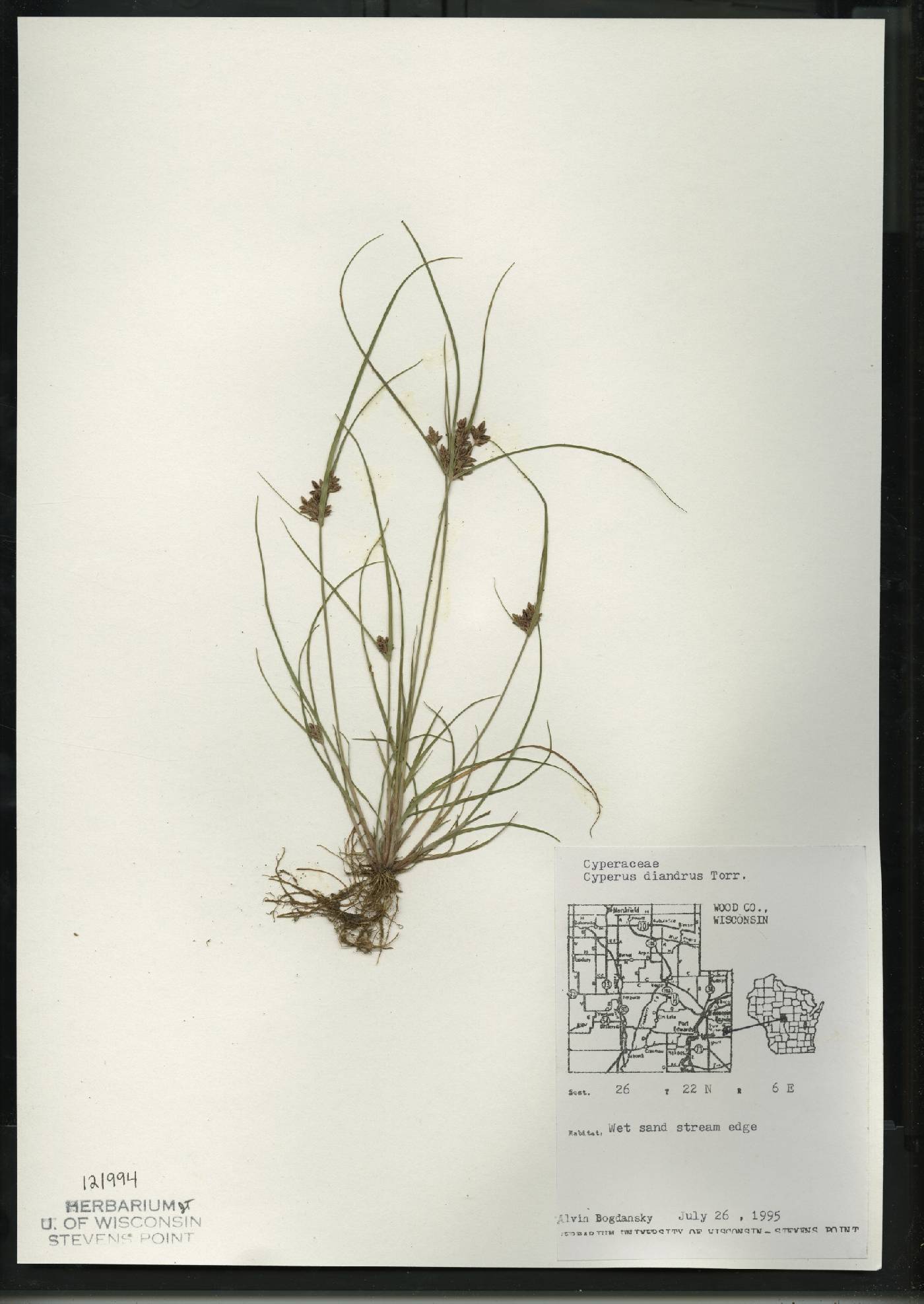 Cyperus diandrus image