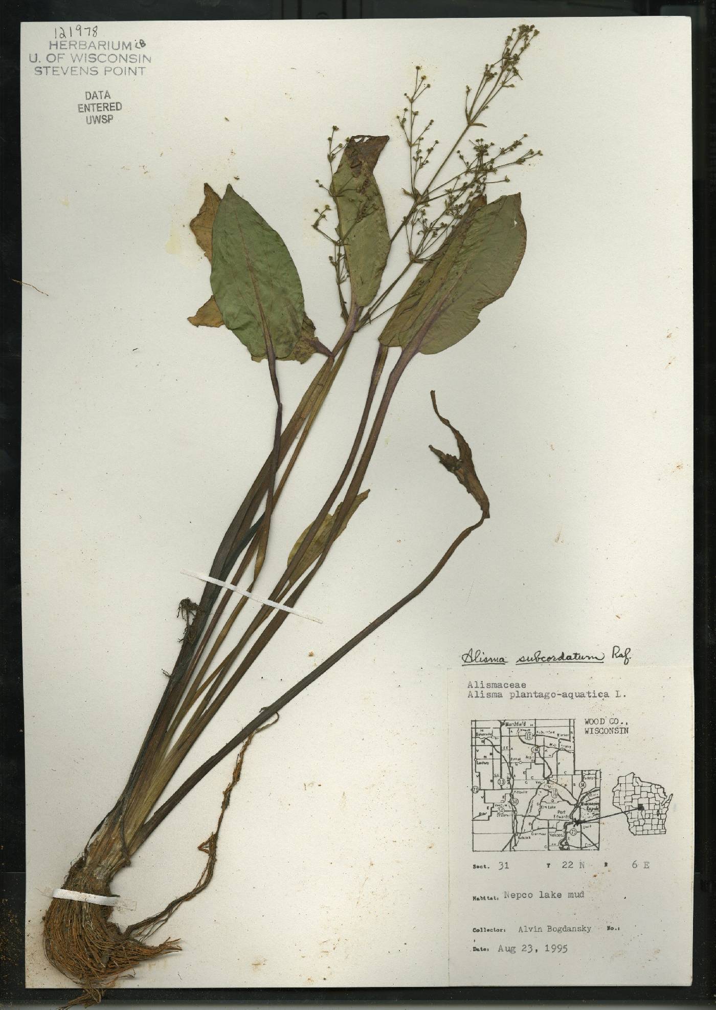 Alisma subcordatum image