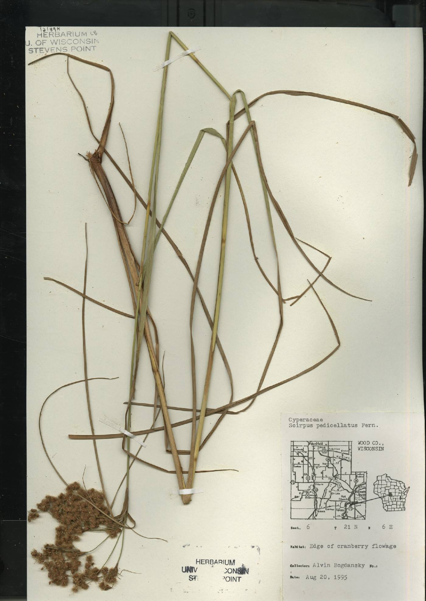 Scirpus pedicellatus image
