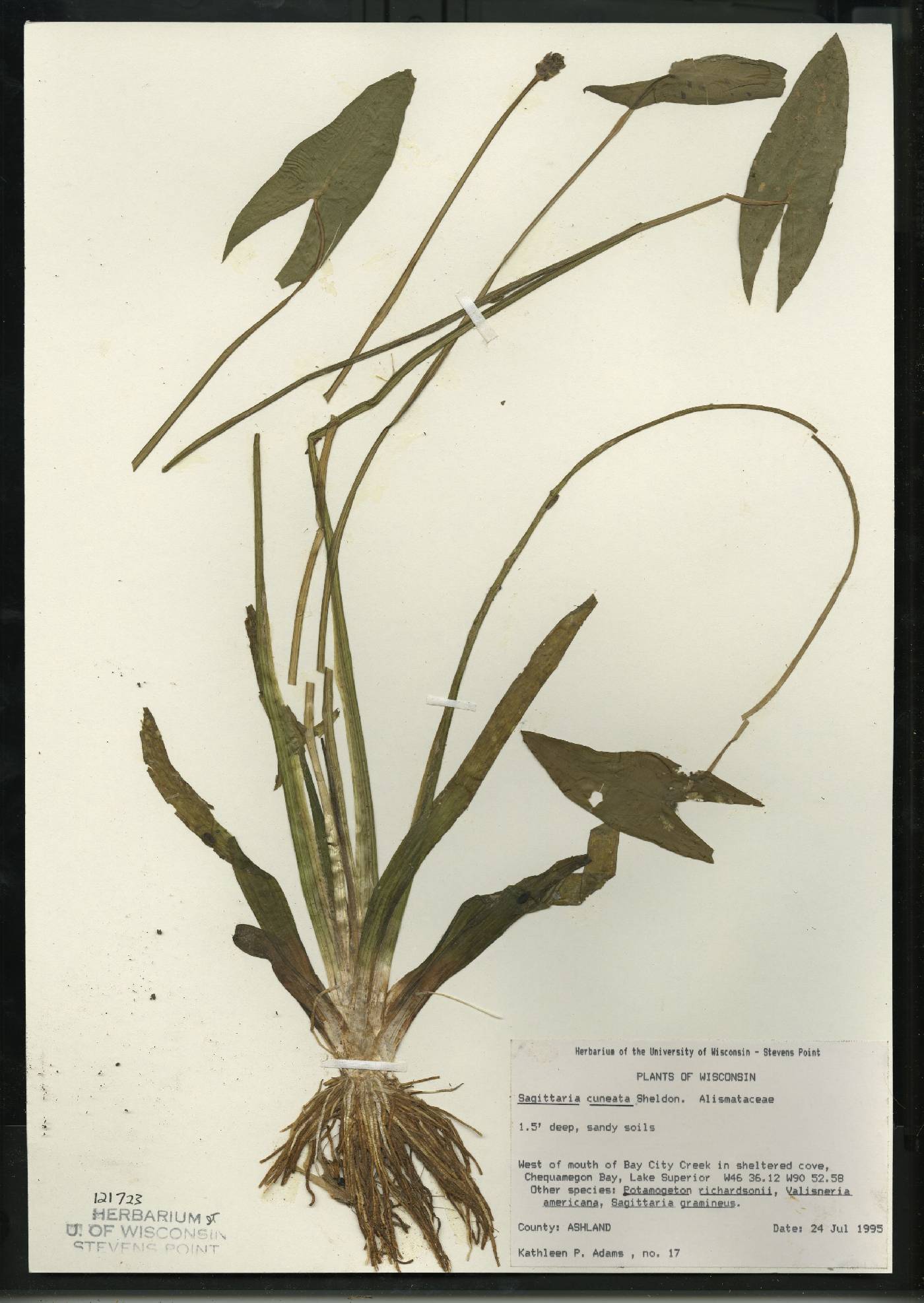 Sagittaria cuneata image