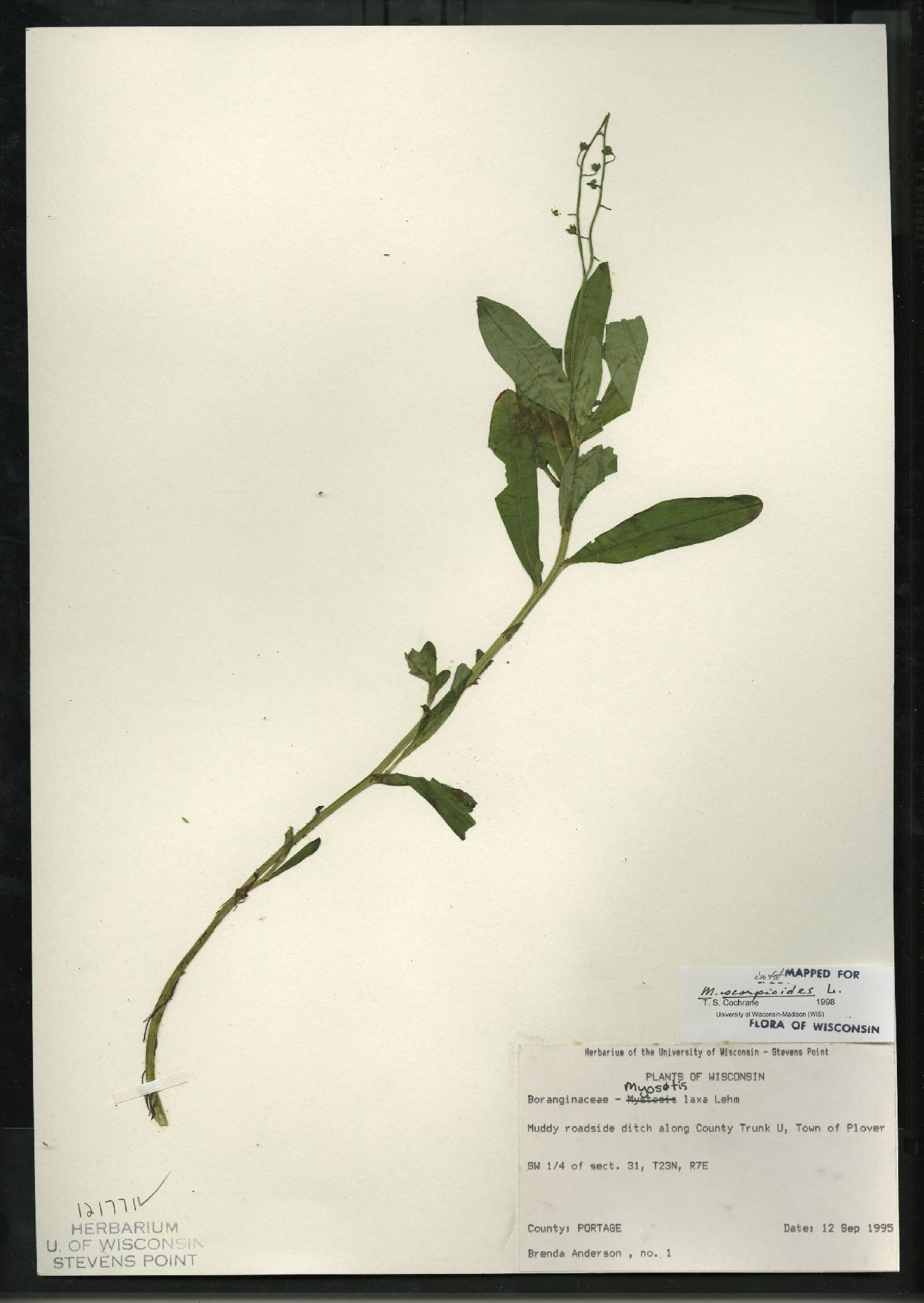 Myosotis laxa image