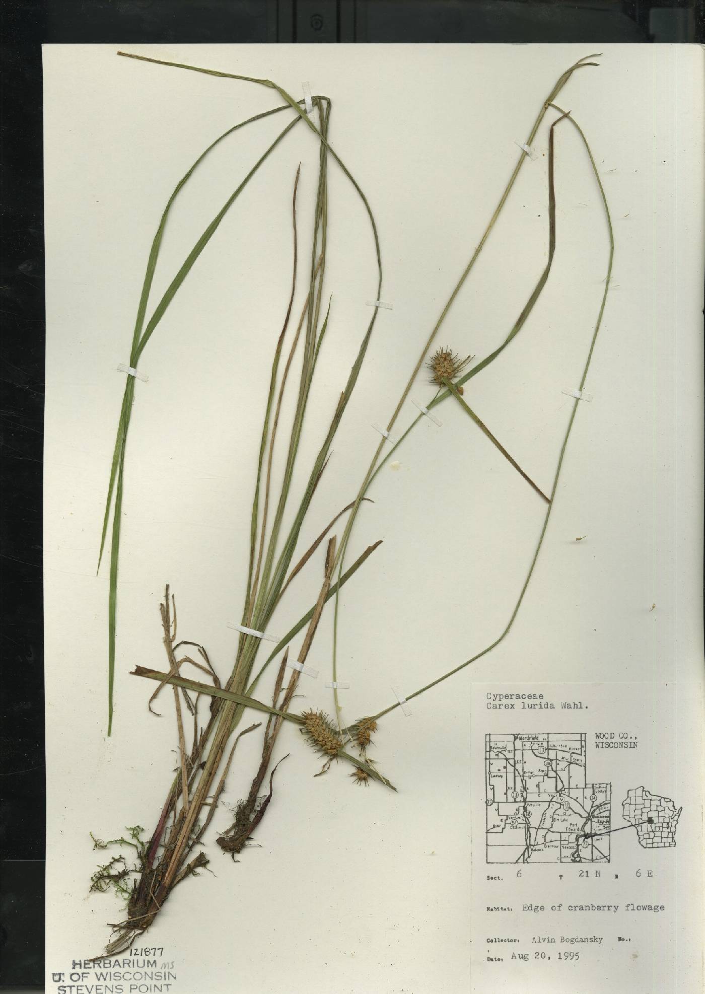 Carex lurida image