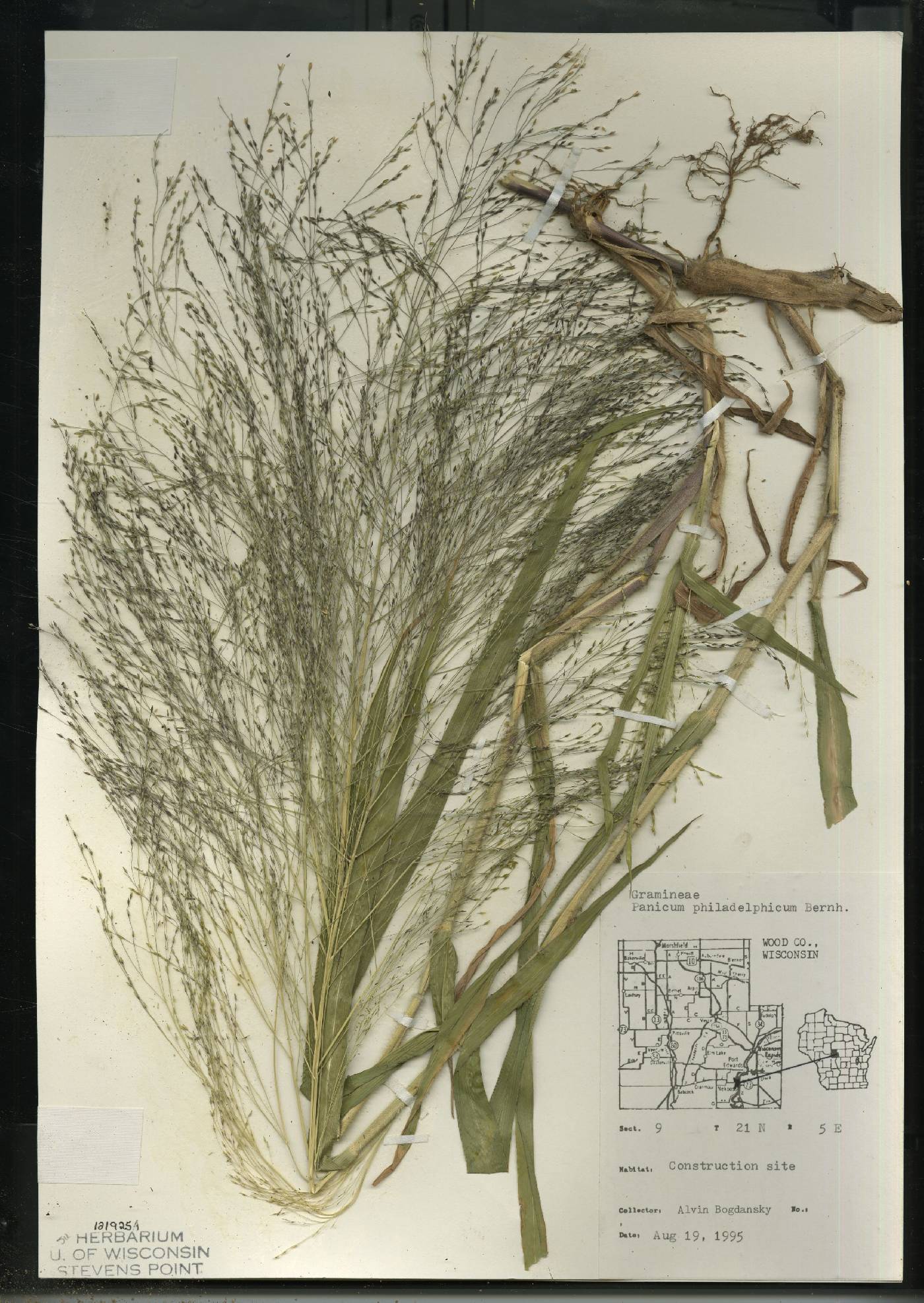 Panicum philadelphicum subsp. philadelphicum image
